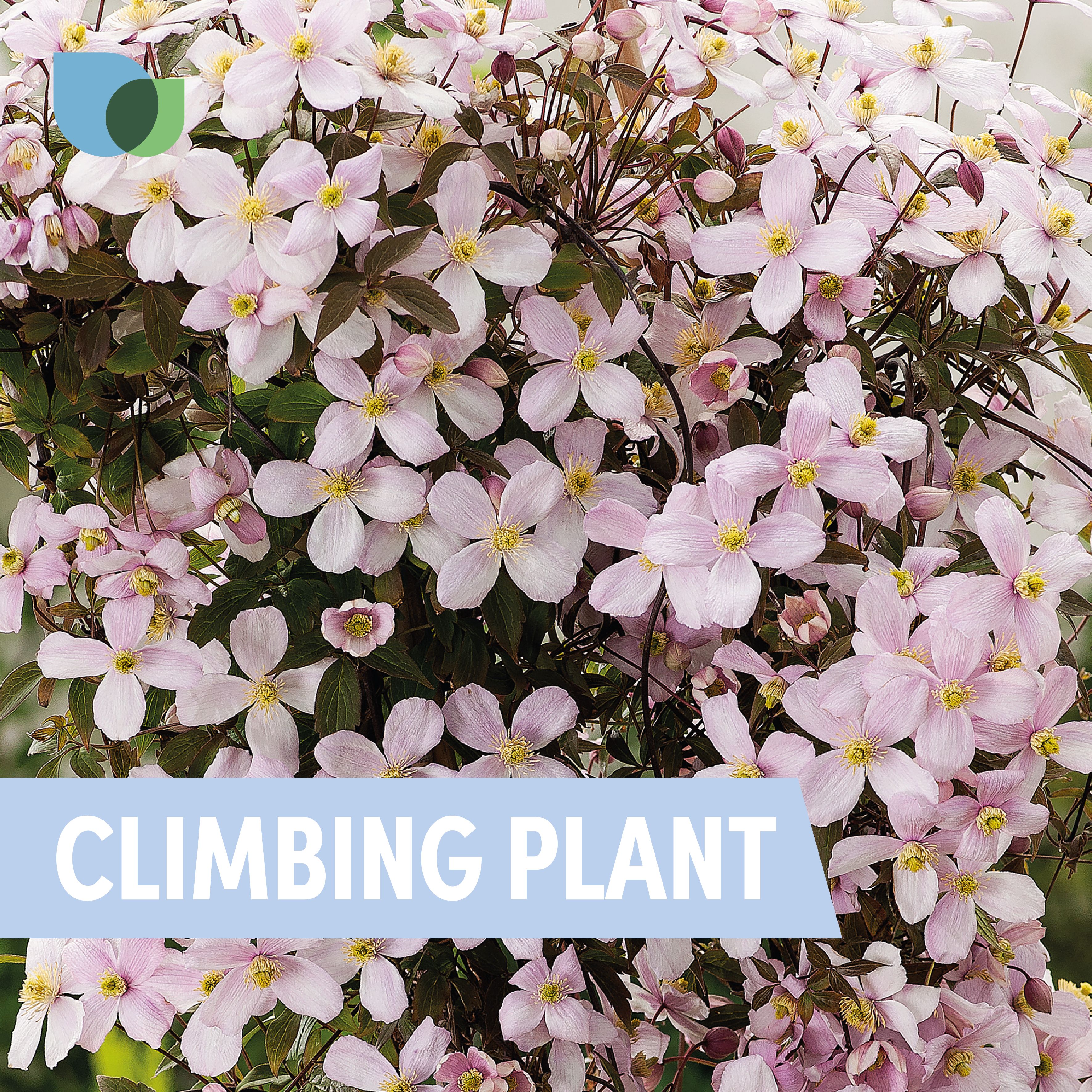 Verve Hardy Clematis Climbing plant - 4