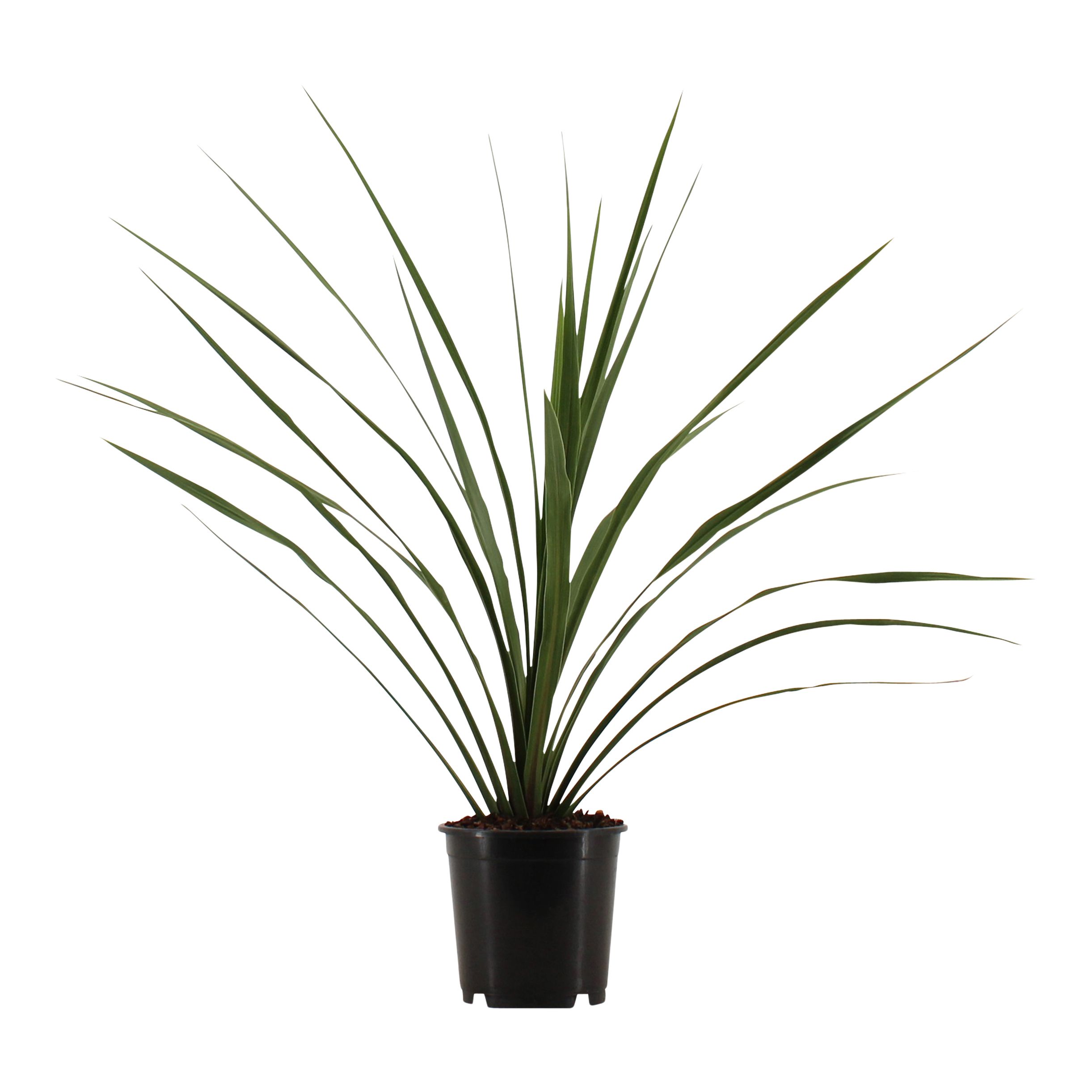 Verve Hardy Cordyline australis Cabbage Palm, 2L | DIY at B&Q