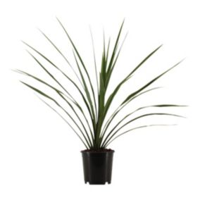 Verve Hardy Cordyline australis Cabbage Palm, 2L