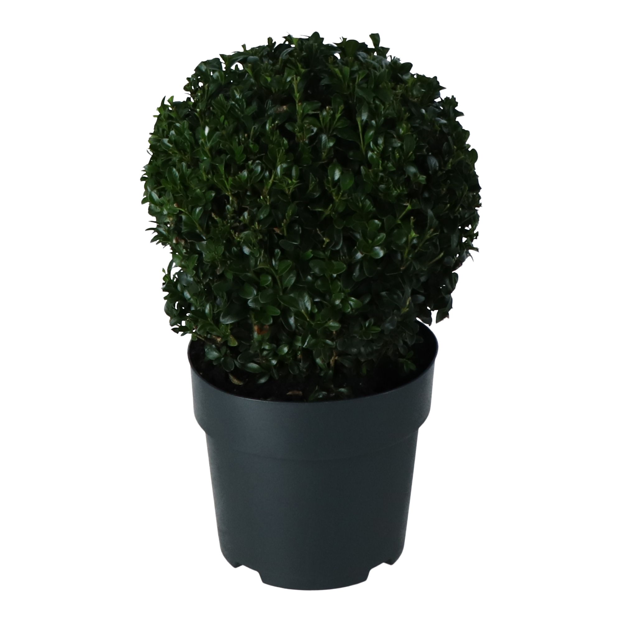 Verve Hardy Early Buxus 27cm ball, 4L Hedge Medium