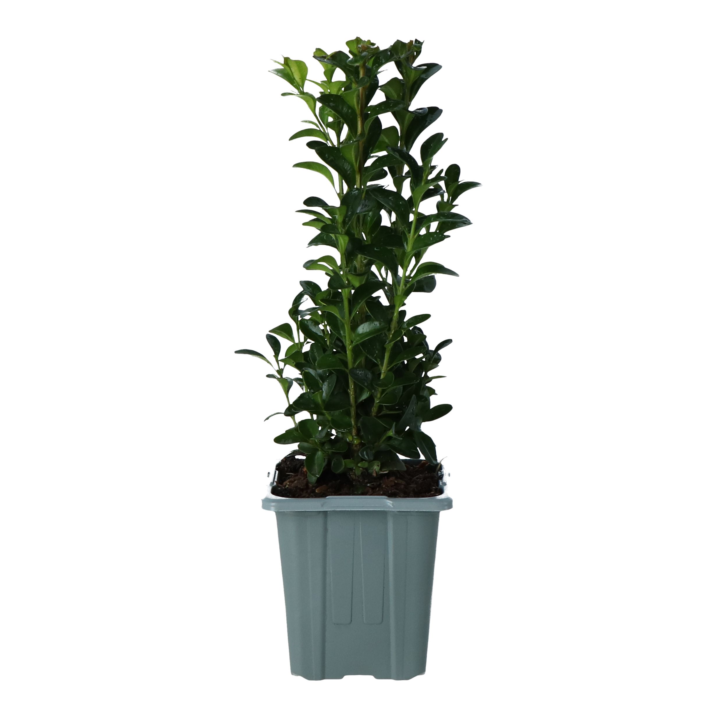 Verve Hardy Early Buxus Bush