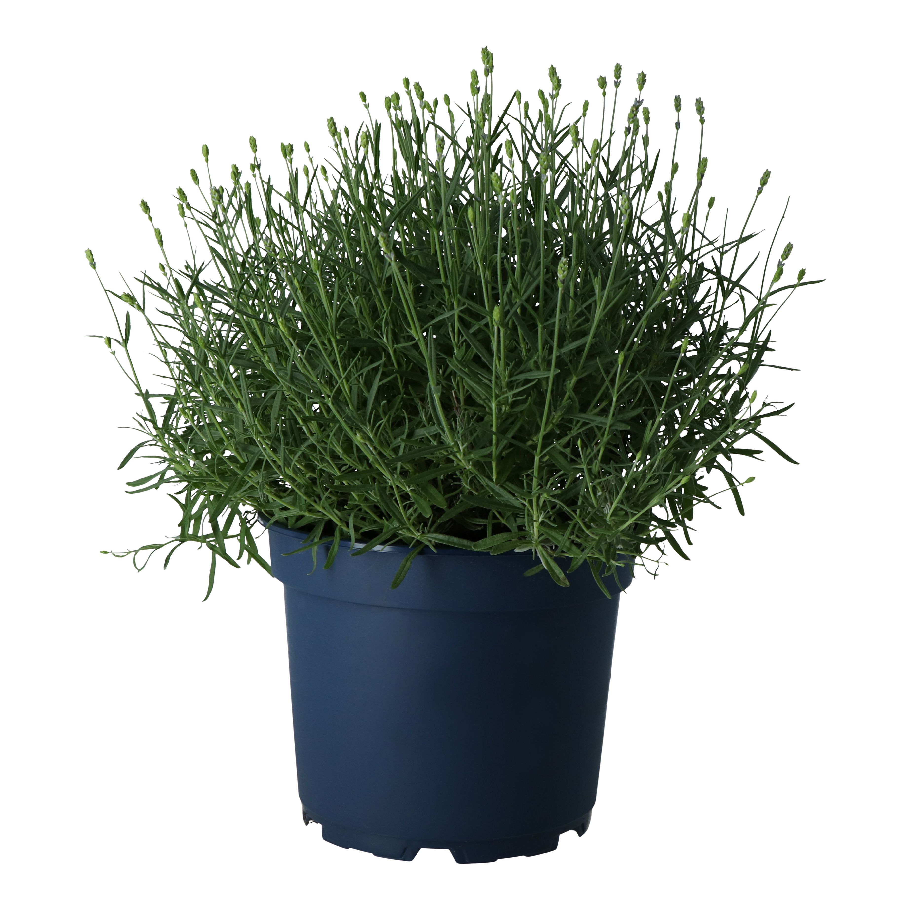 Verve Hardy Early Lavandula angustifolia Hidcote, 1.5L