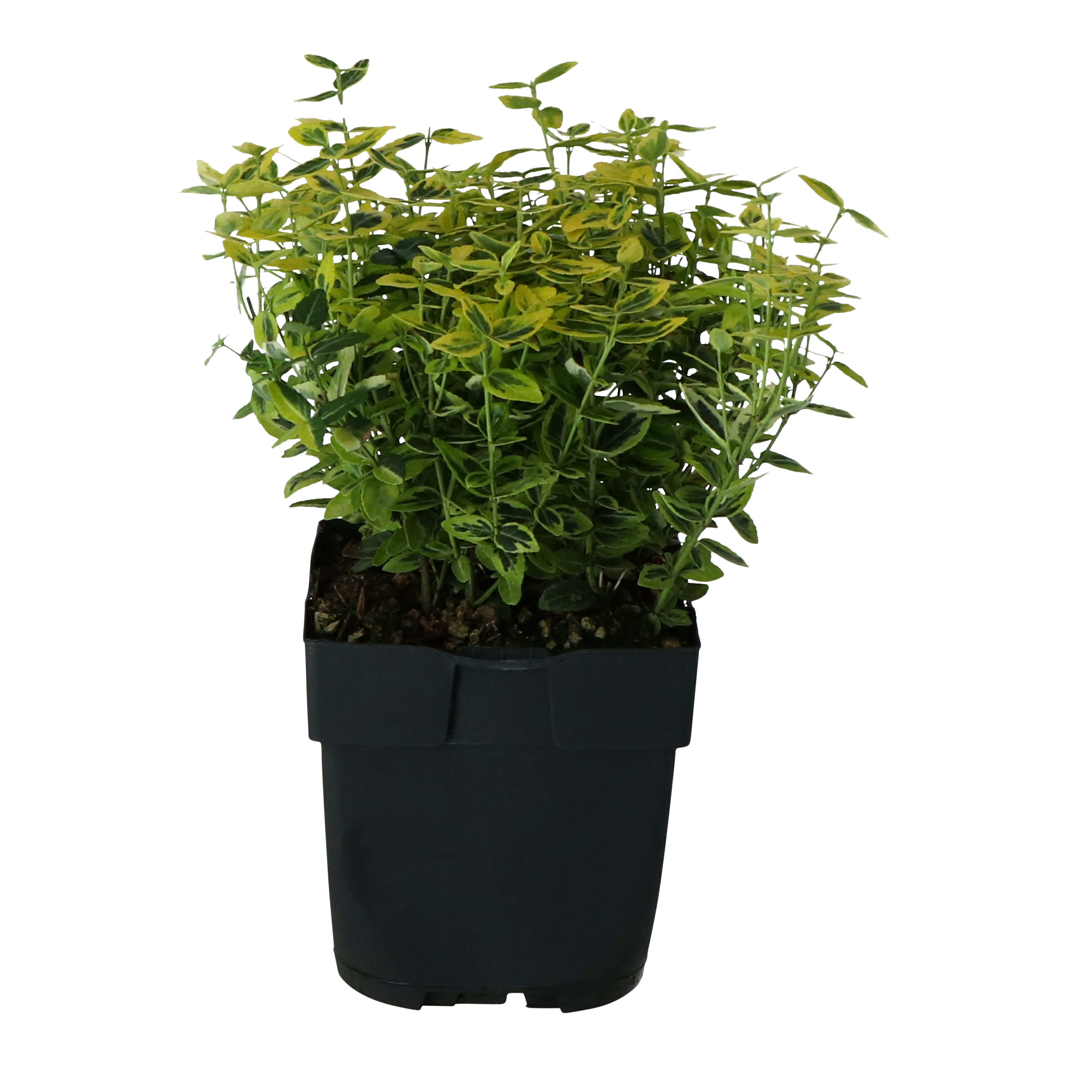 Verve Hardy Euonymus fortunei Emerald 'n' Gold Shrub Medium