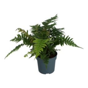 Verve Hardy Fern Dryopteris affinis Small