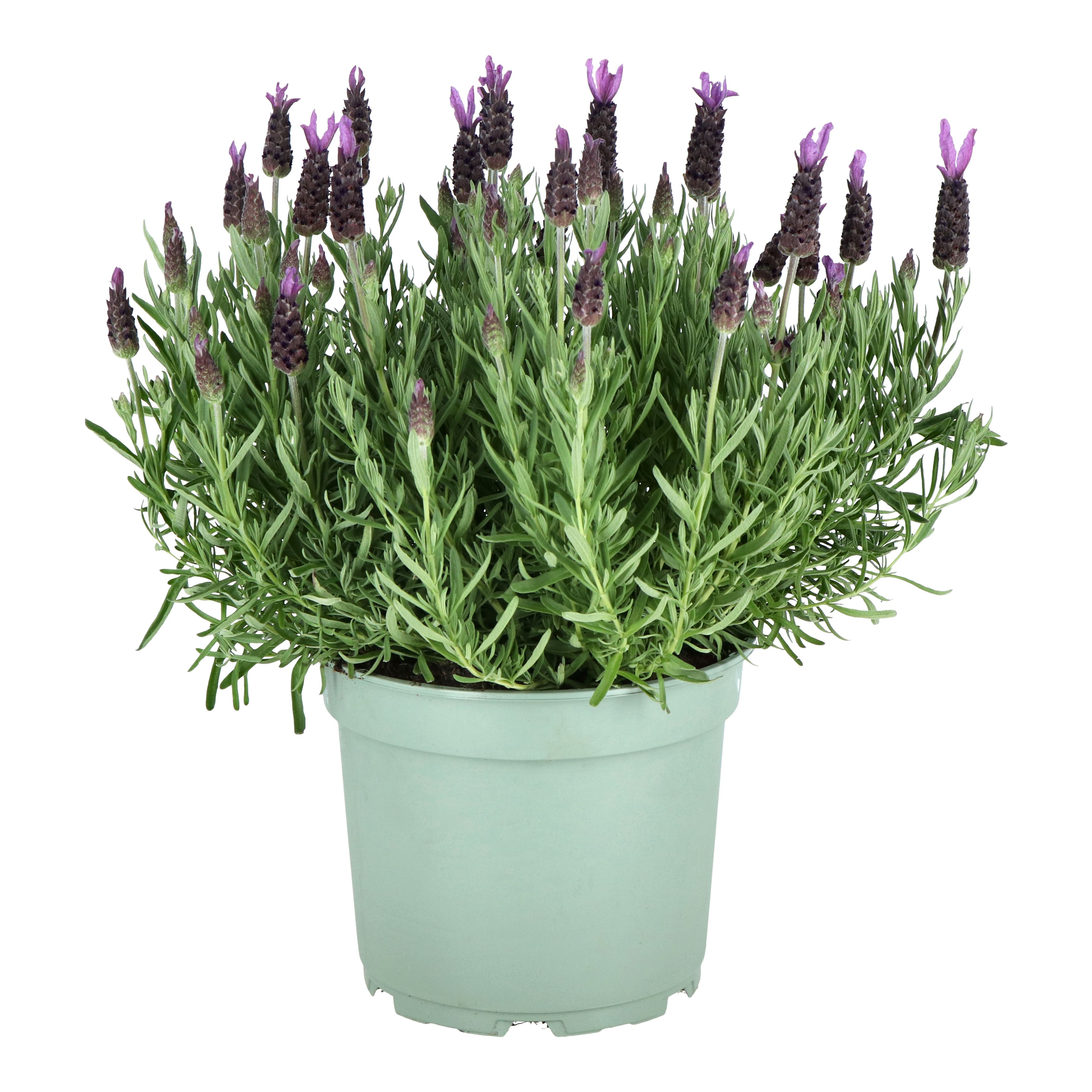 Verve Hardy French Lavender Mix 2L Small | DIY at B&Q