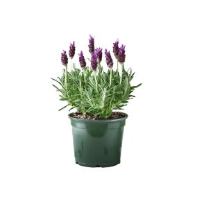 Verve Hardy French Mix Lavender 1.5L Small