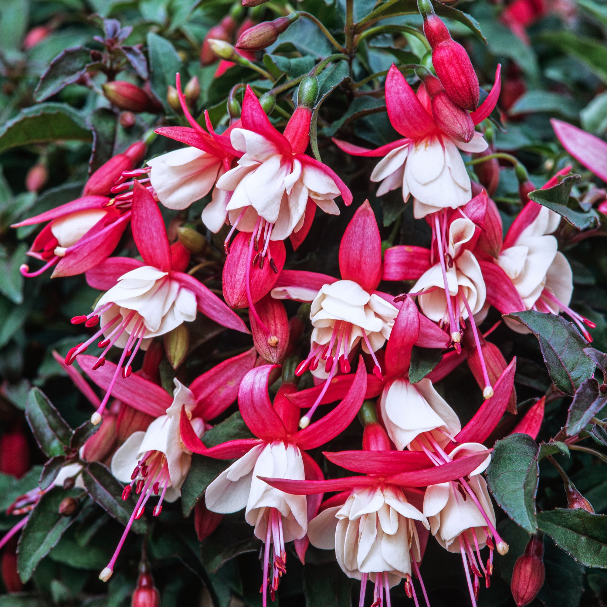 Verve Hardy Fuchsia Shrub Medium