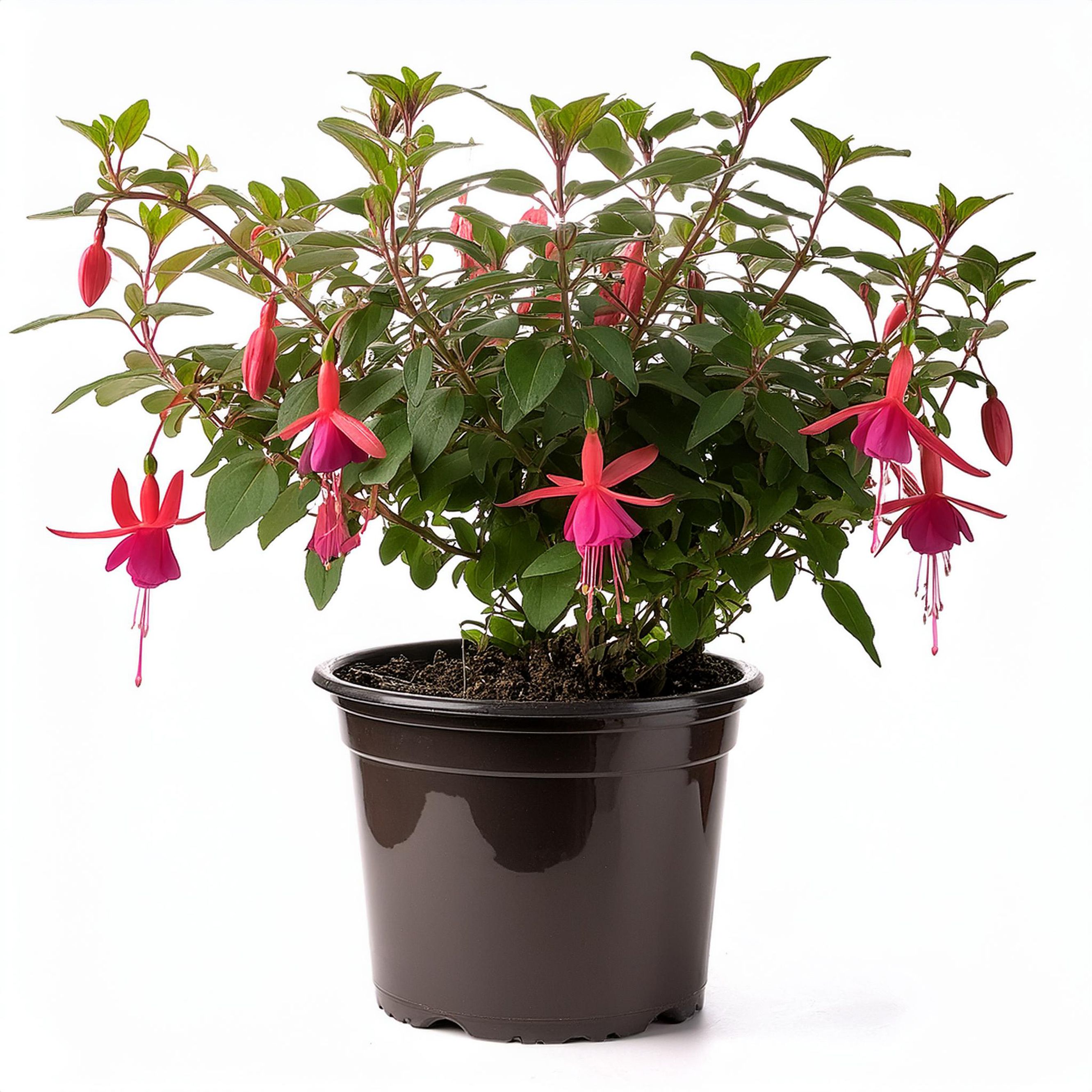 Verve Hardy Fuchsia Shrub Plant Medium