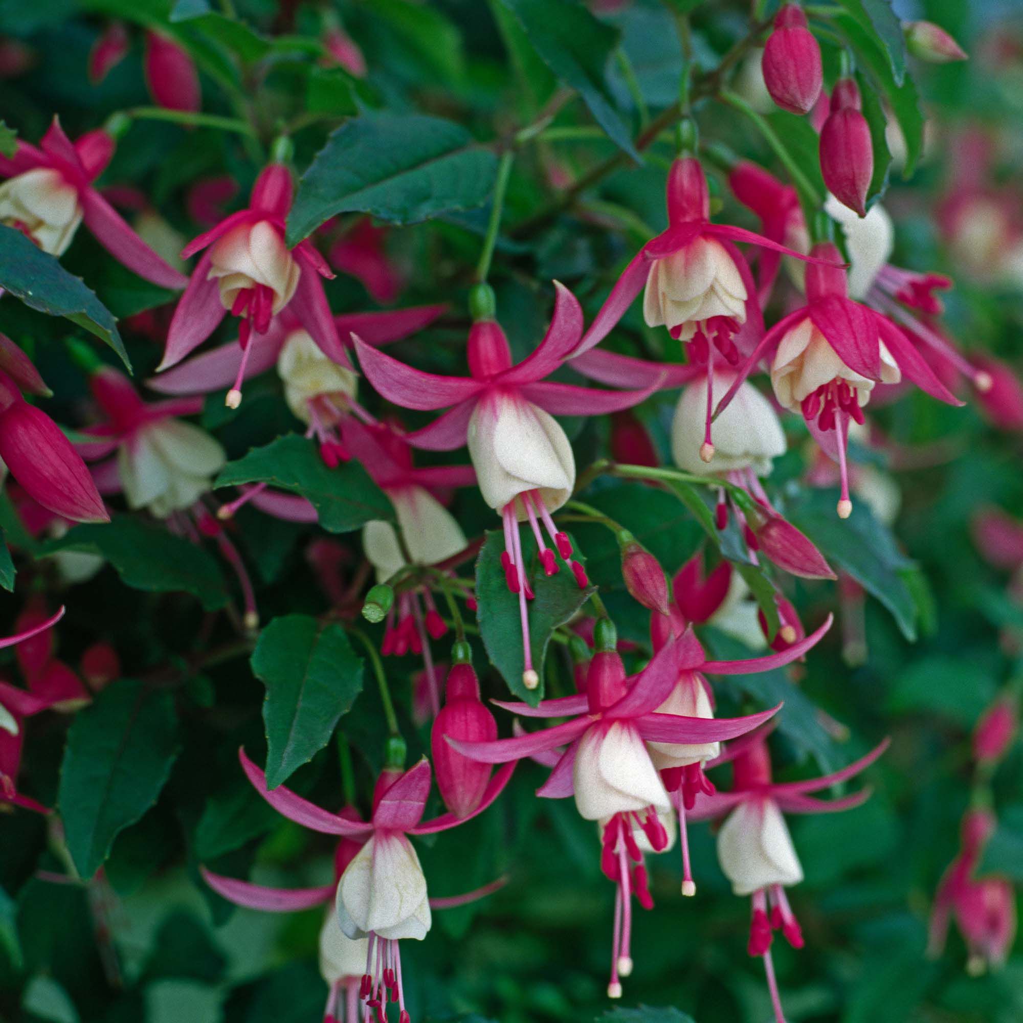 Verve Hardy Fuchsia Shrub Plant Medium