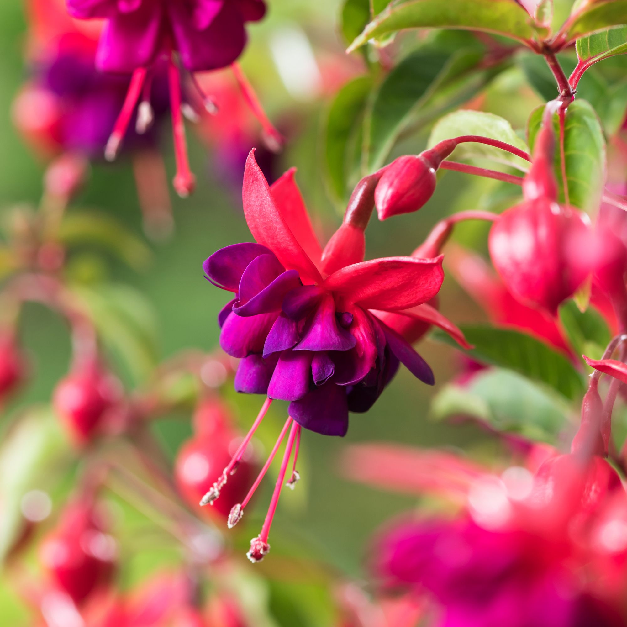 Verve Hardy Fuchsia Shrub Plant Medium