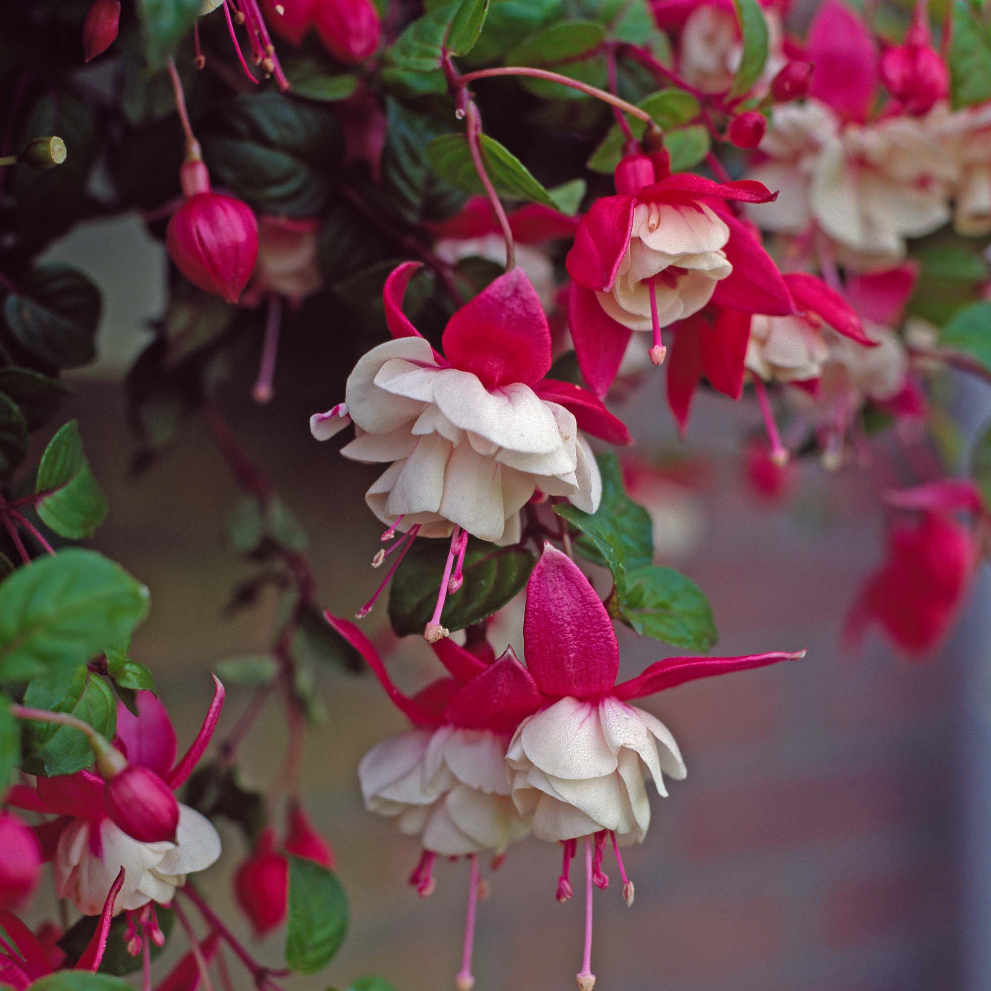Verve Hardy Fuchsia Shrub Plant Medium