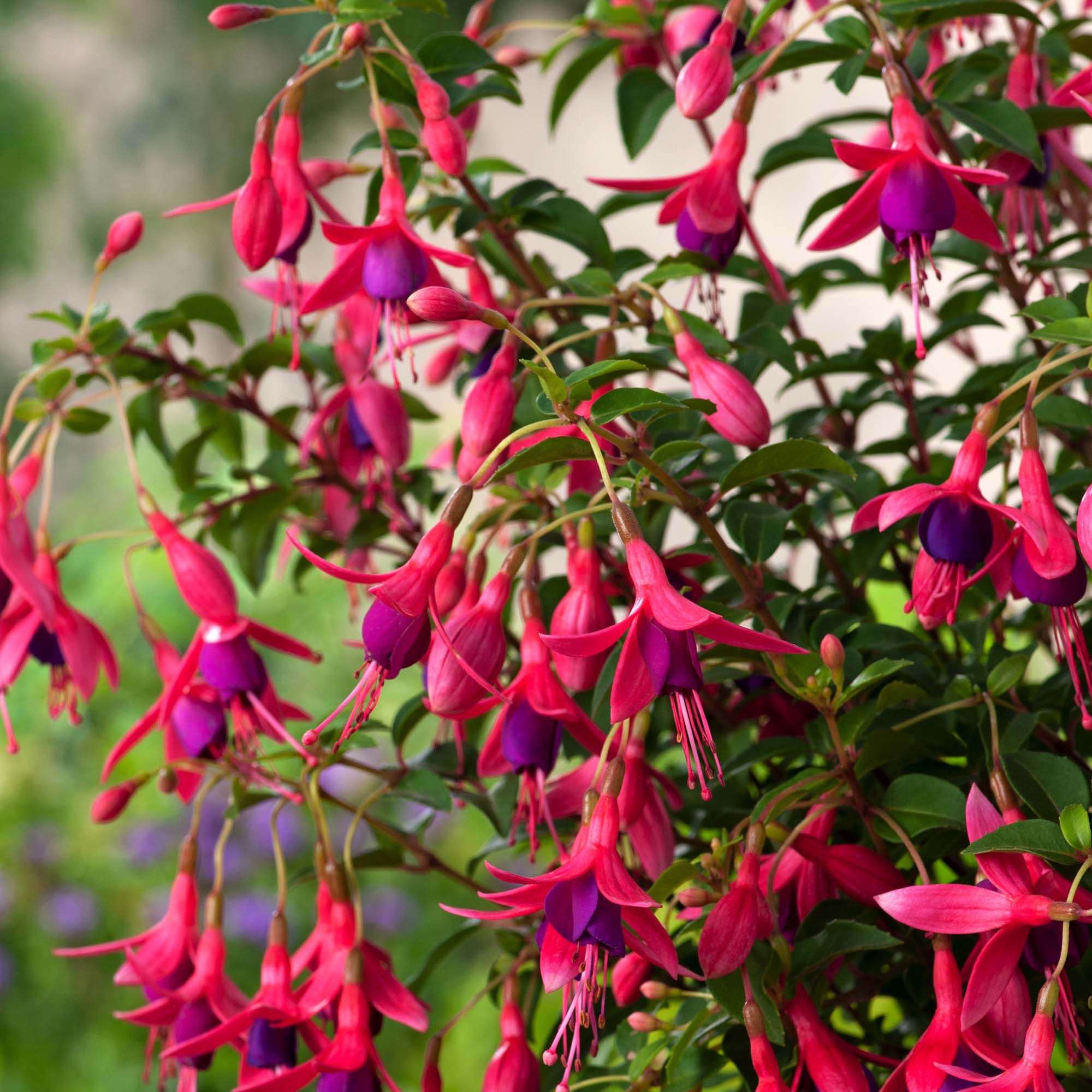 Verve Hardy Fuchsia Shrub Plant Medium