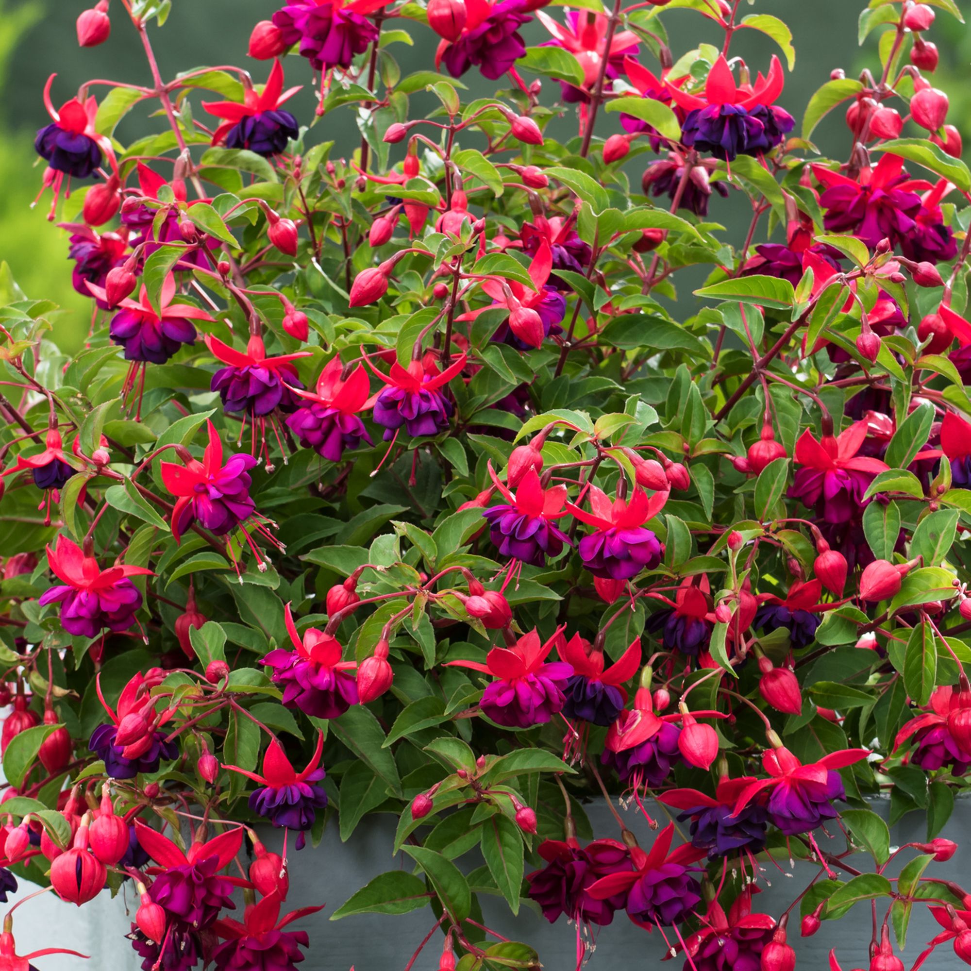Verve Hardy Fuchsia Shrub Plant Medium