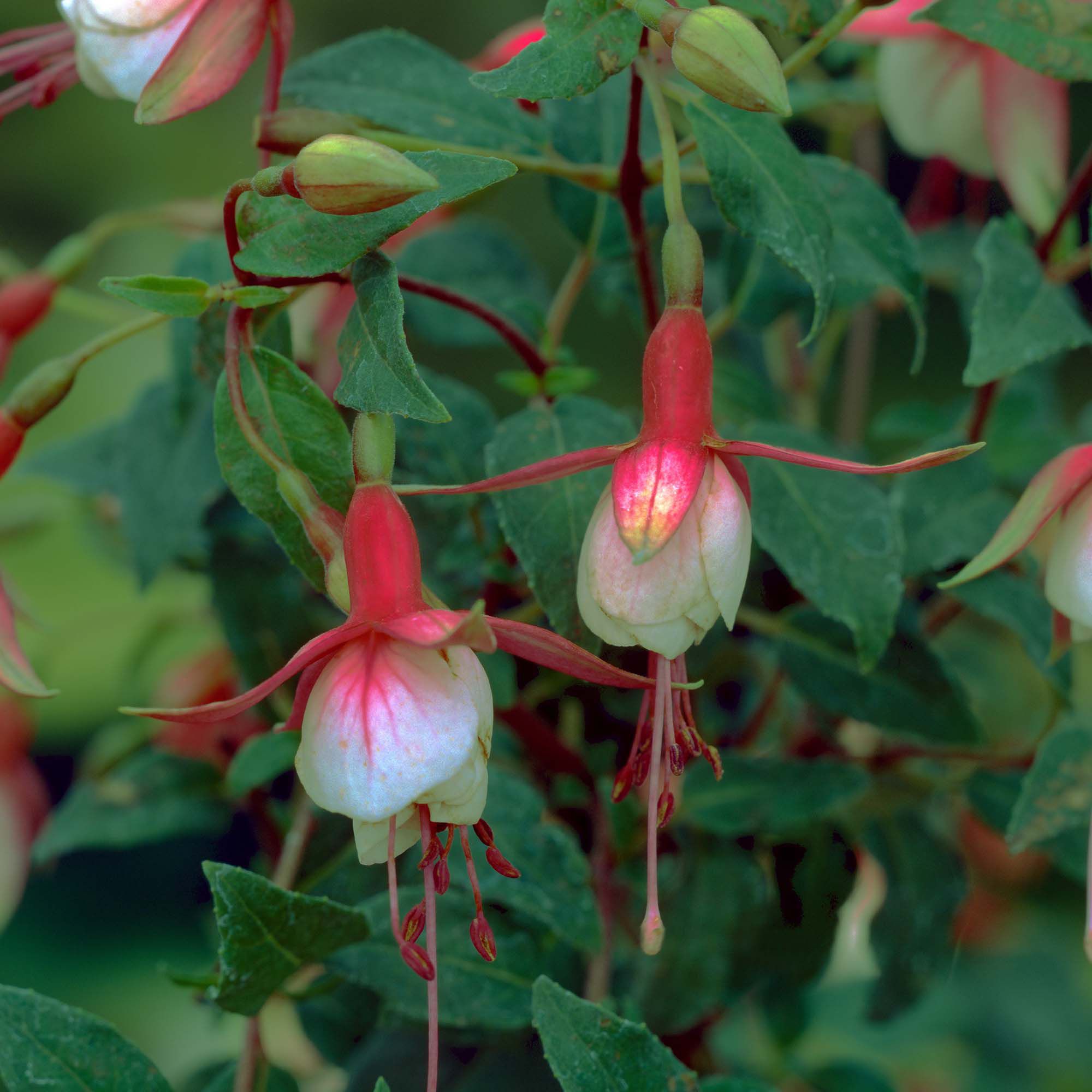Verve Hardy Fuchsia Shrub Plant Medium