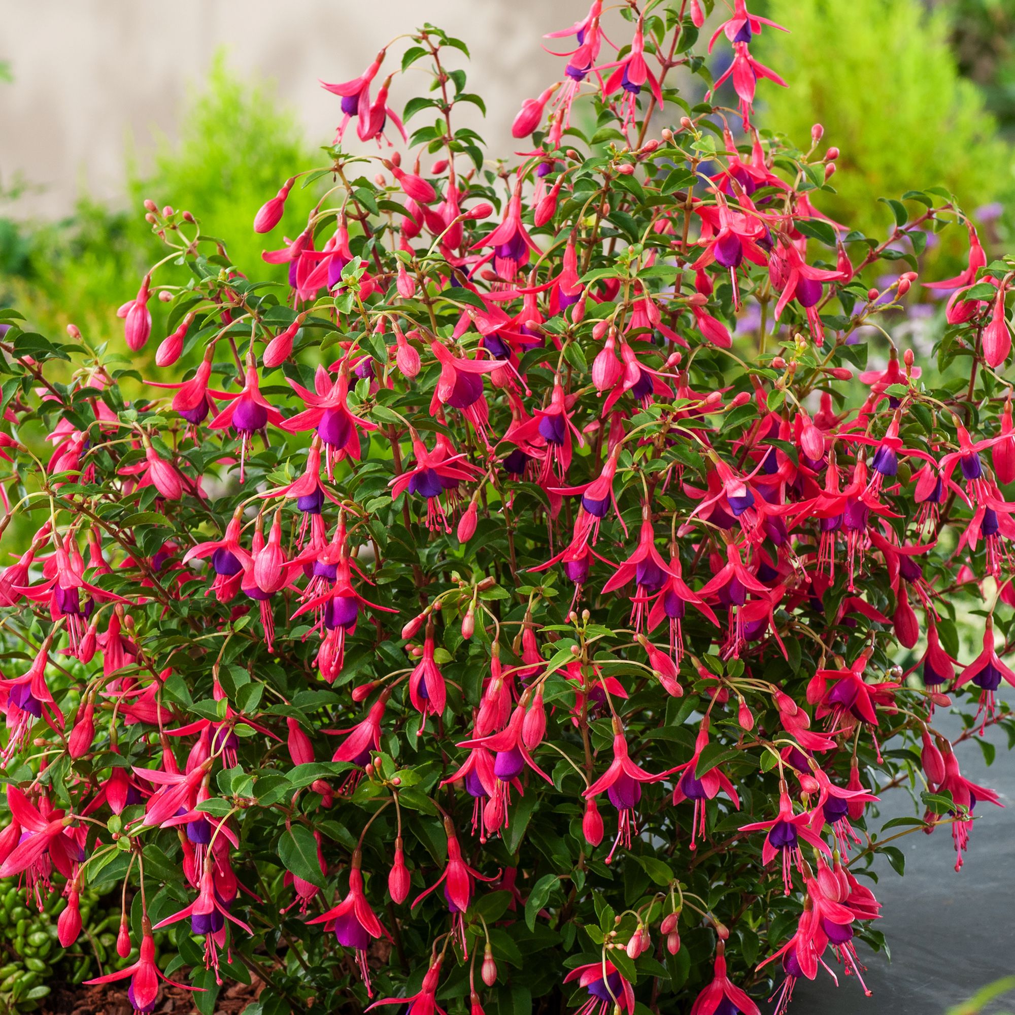 Verve Hardy Fuchsia Shrub Plant Medium