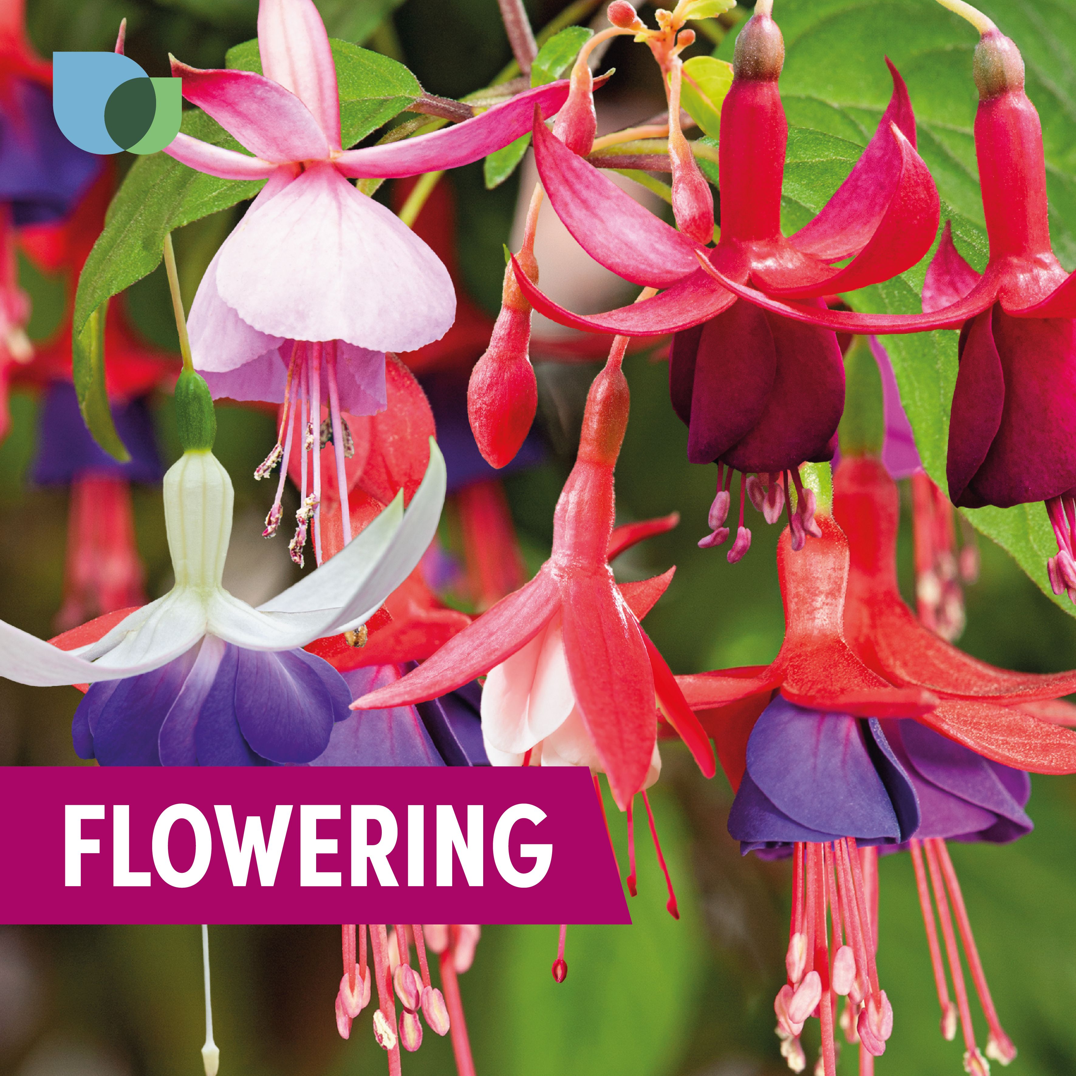 Verve Hardy Fuchsia Shrub Plant Medium