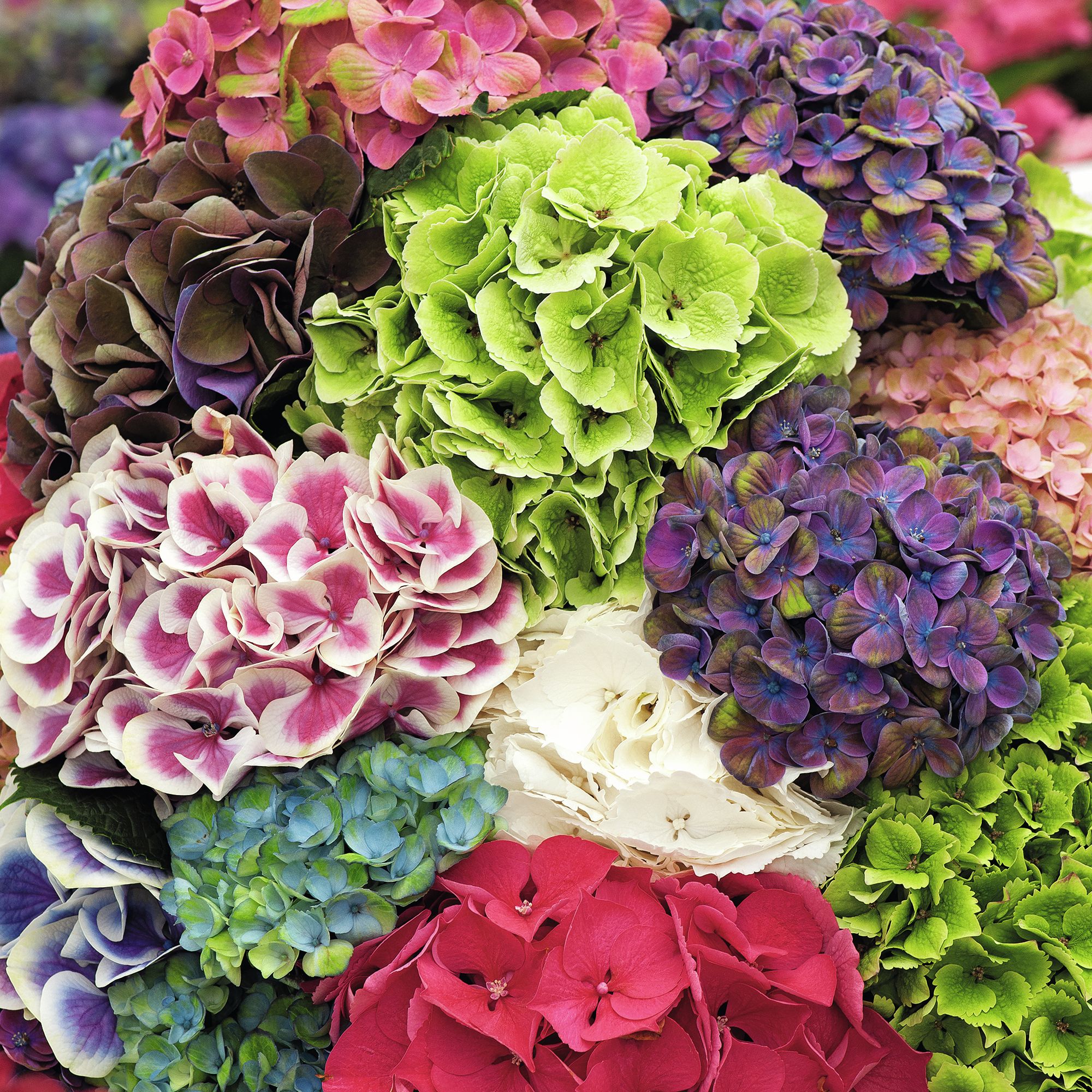 Verve Hardy Hydrangea Magical Mix, 5L Shrub Plant Medium