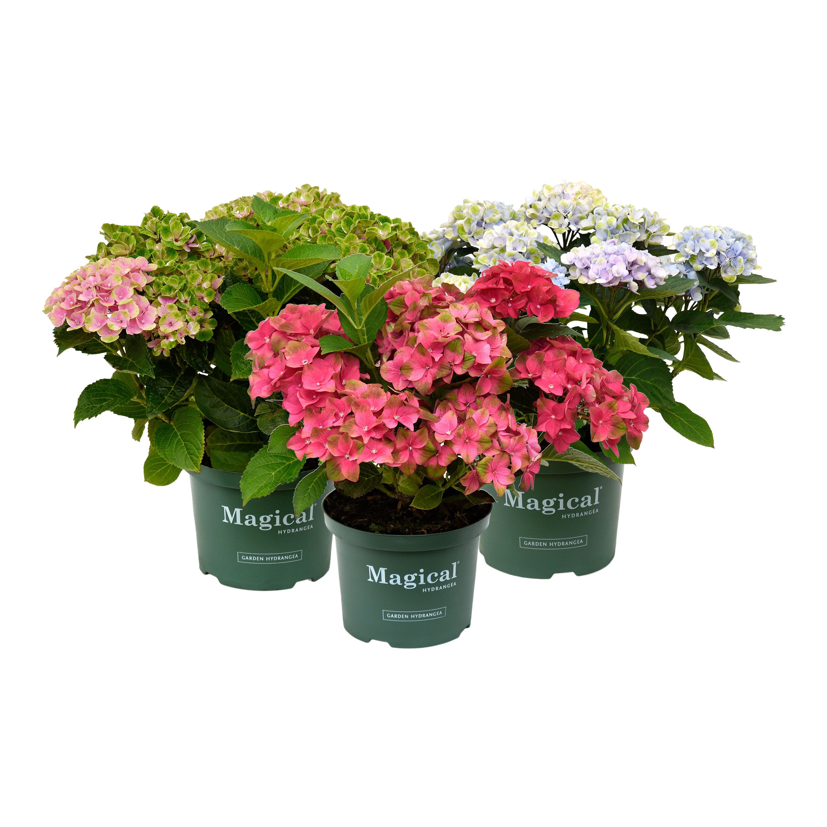 Verve Hardy Hydrangea Magical Mix, 5L Shrub Plant Medium