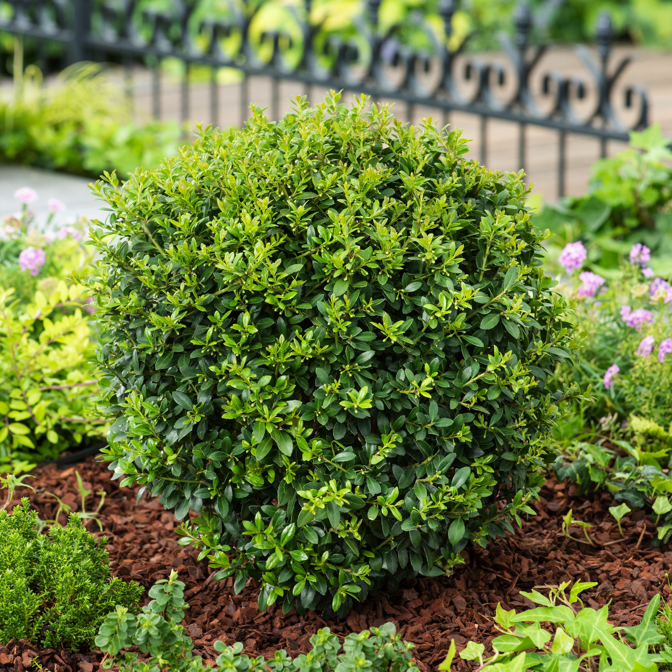 Set Di 6 Piante Di Ilex Crenata 'Jenny' | Siepe Sempreverde Resistente All'Inverno | Altezza 1 Metro | Per Giardini E Vasi