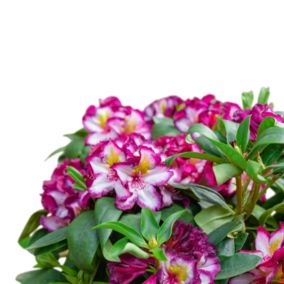 Verve Hardy Large 23cm Happydendron Rhododendron Shrub