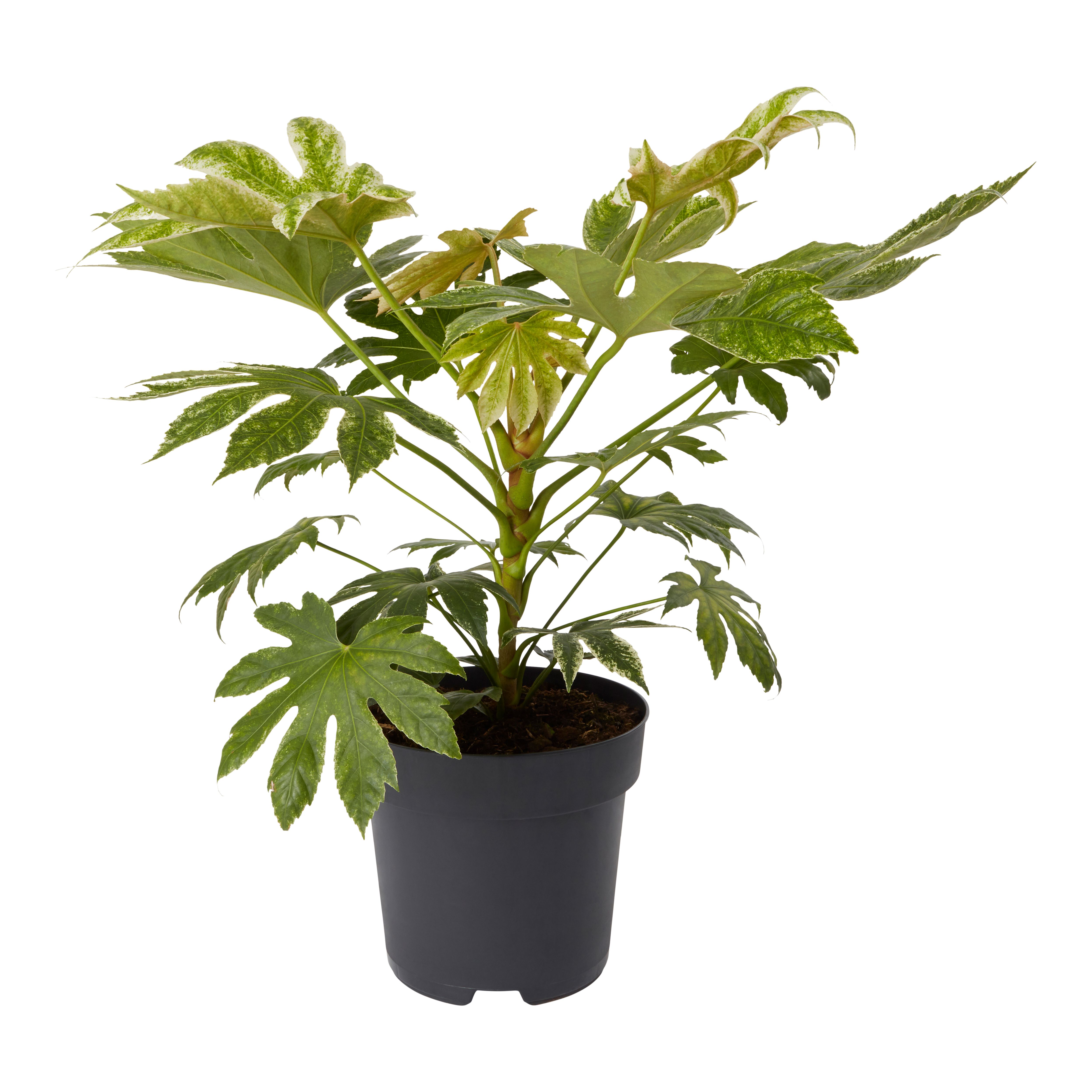 Verve Hardy Paper plant Shrub Large | DIY at B&Q