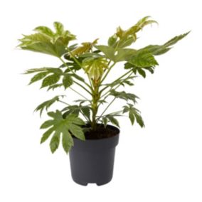 Verve Hardy Paper plant Shrub Large