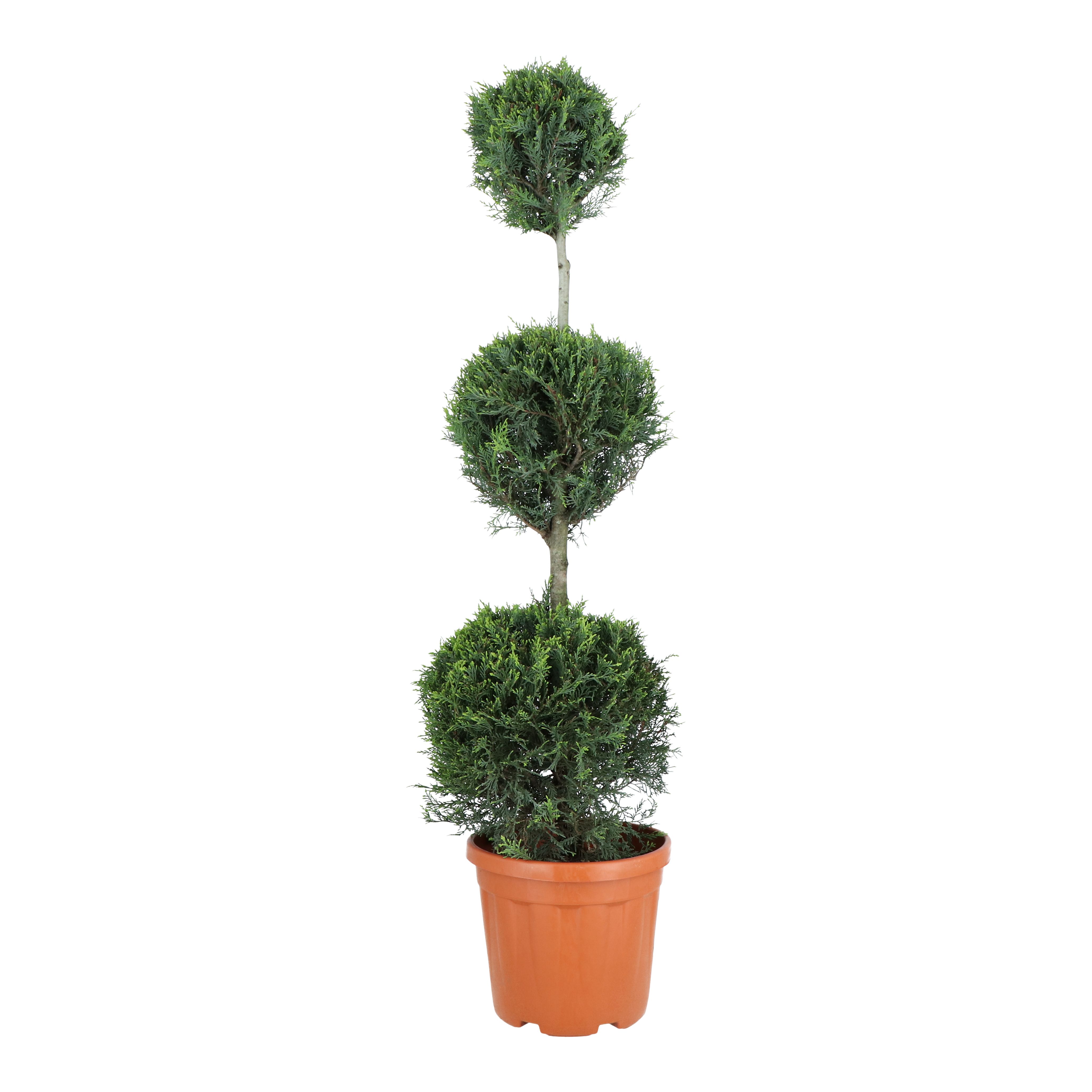 Verve Hardy Plants Gold rider