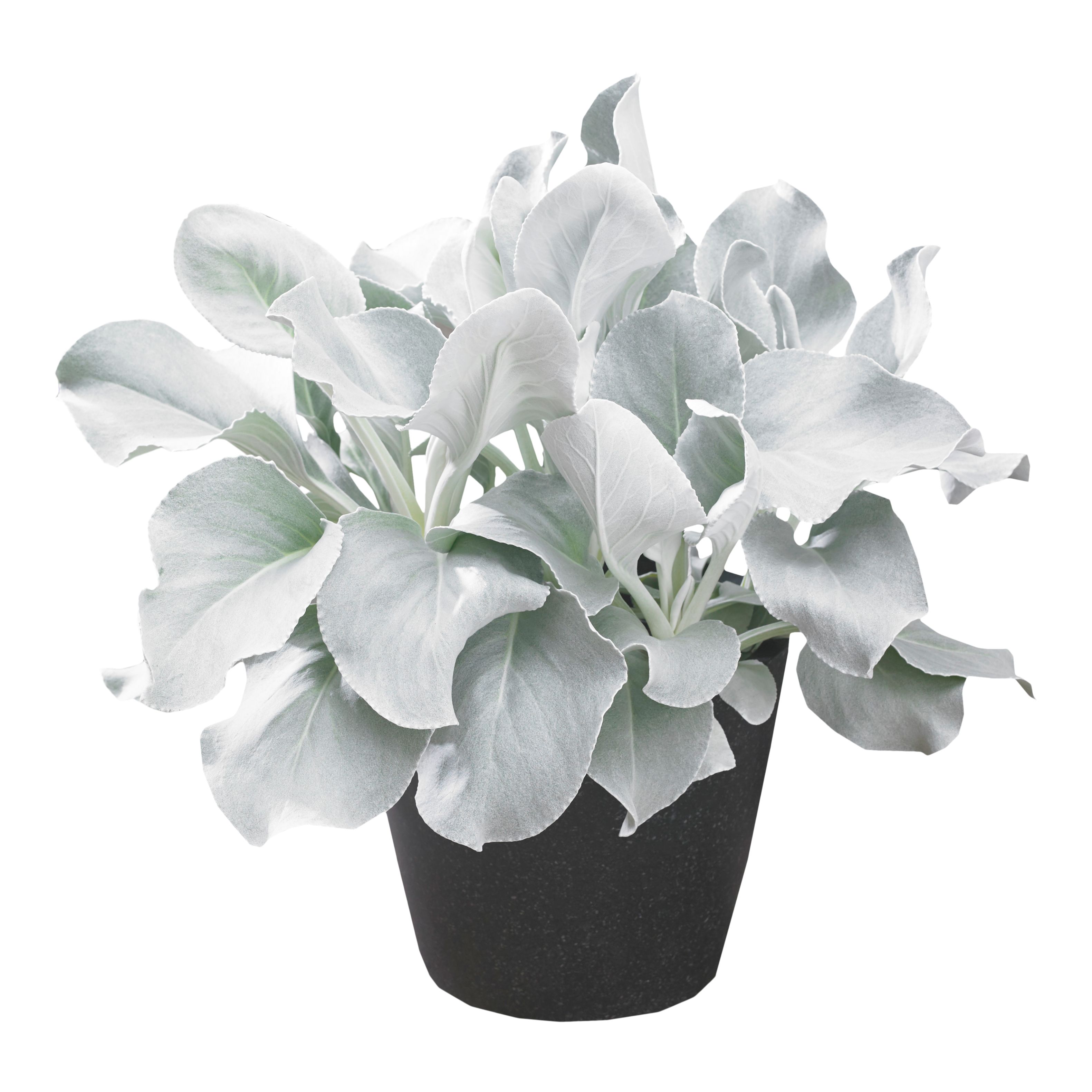 セレディン＆ヴァシリエフSeredin&Vasiliev 刺繍シースルーホワイト Verve Hardy Senecio candicans Angel wings Shrub Plant Small