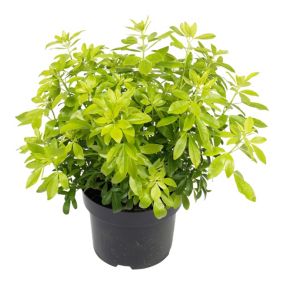 Verve Hardy Shrub Medium