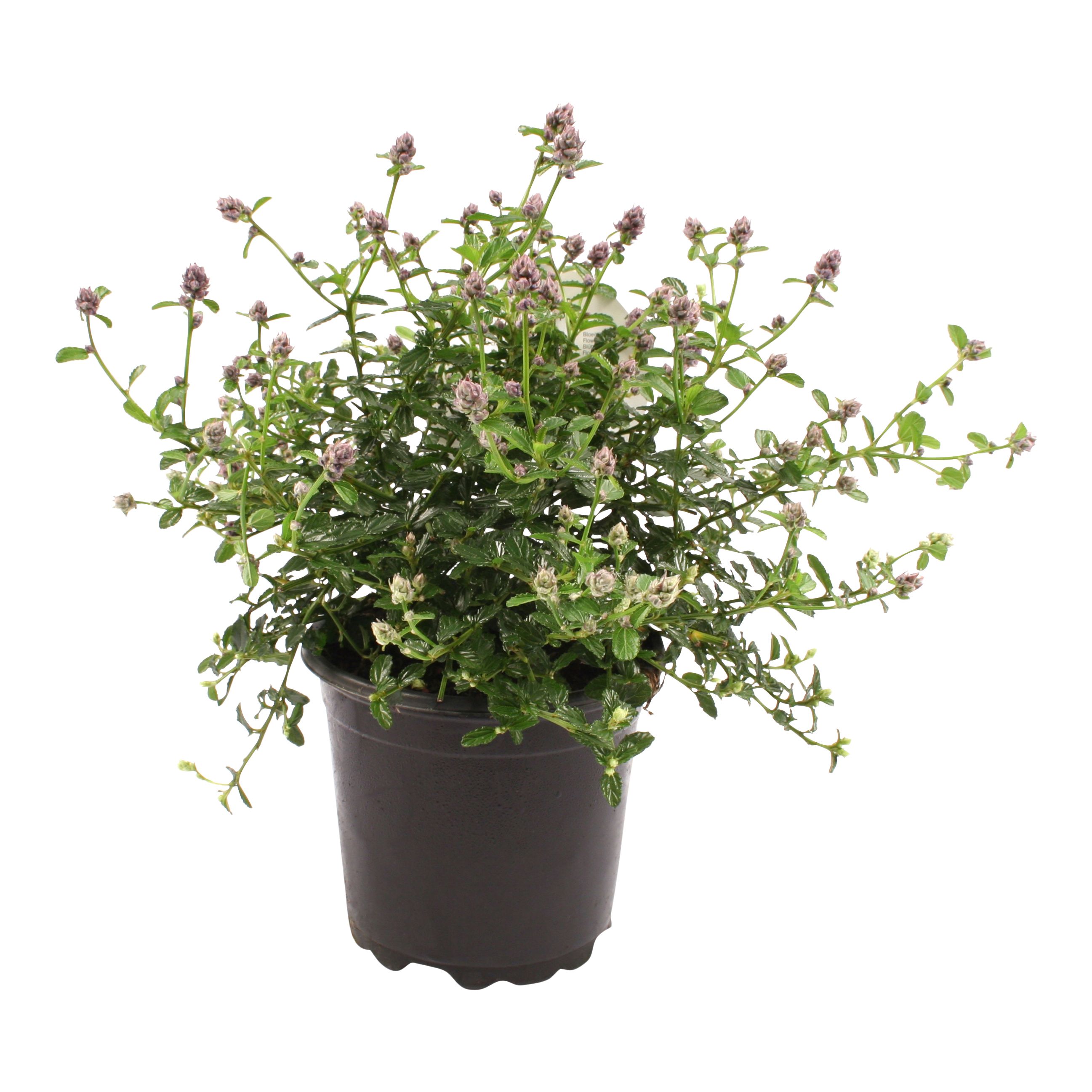 Verve Hardy Shrub Medium