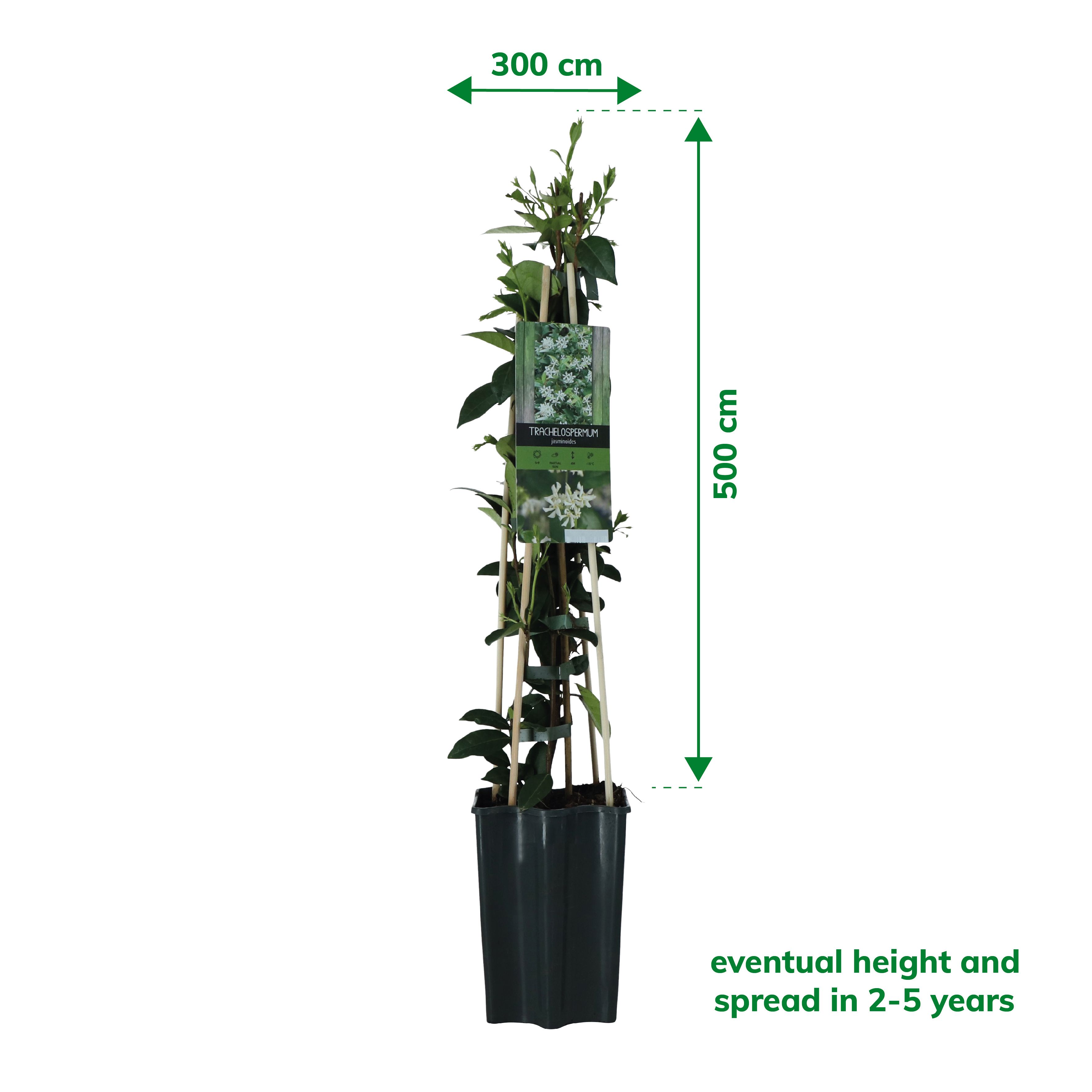 Verve Hardy Trachelospermum Jasminoides 'Star Jasmine' Climbing plant - 5