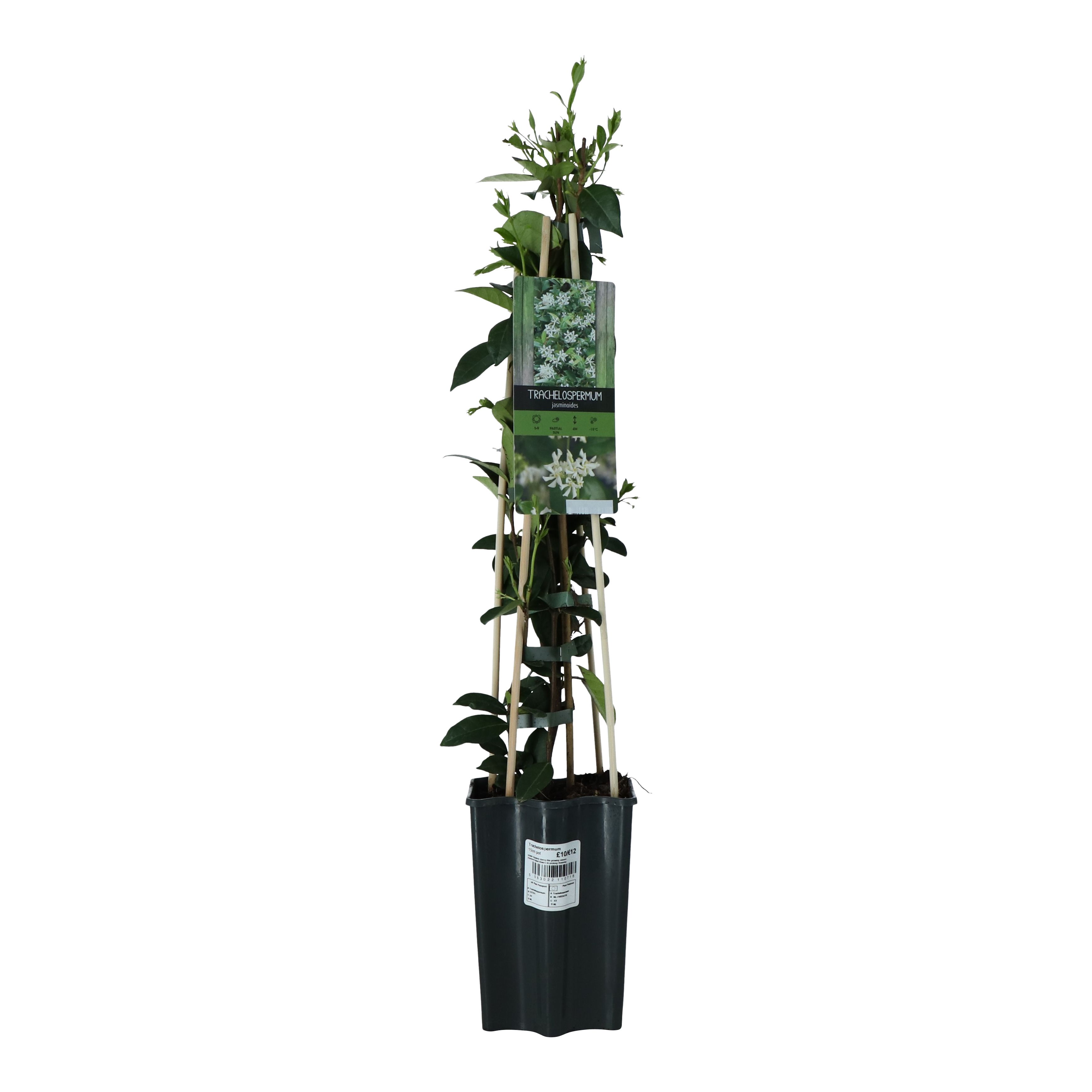 Verve Hardy Trachelospermum Jasminoides 'Star Jasmine' Climbing plant