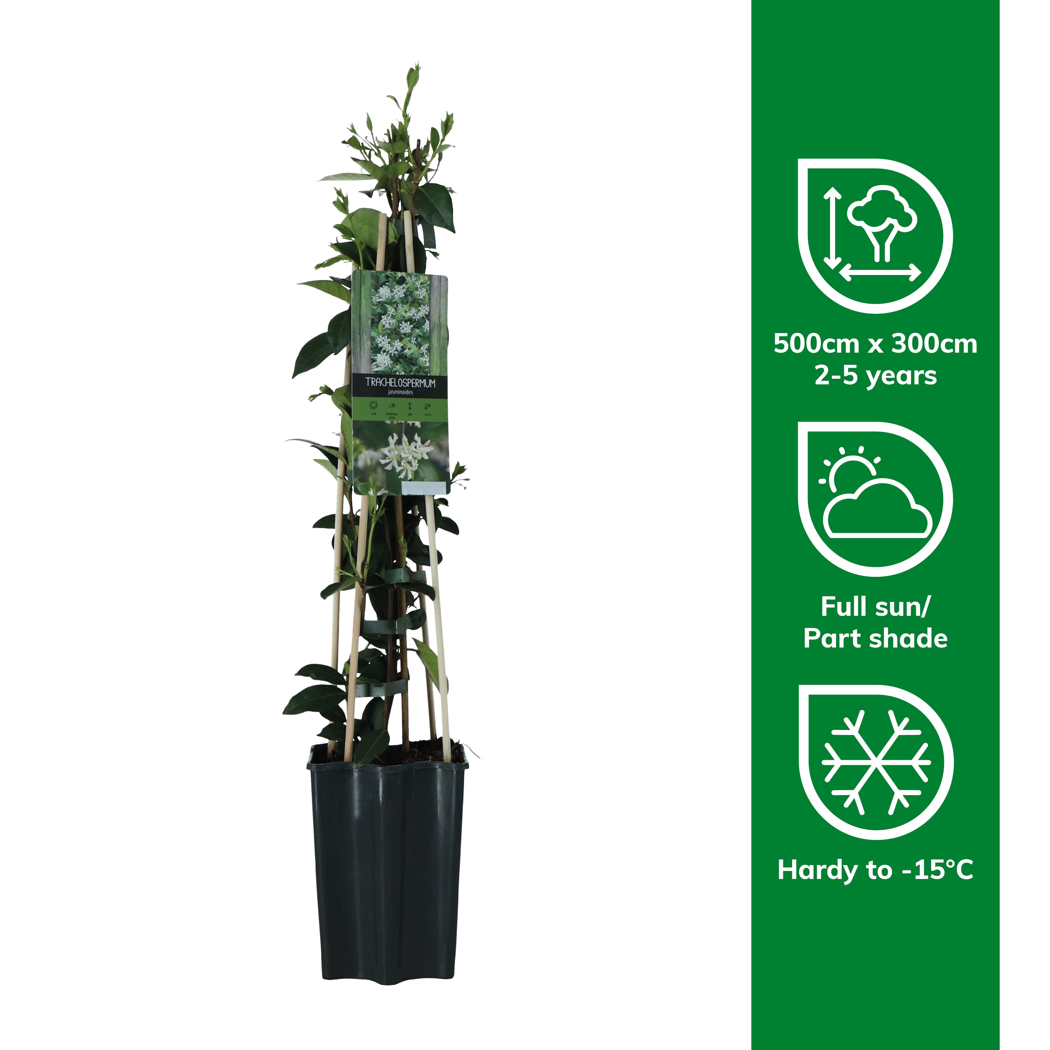Verve Hardy Trachelospermum Jasminoides 'Star Jasmine' Climbing plant - 4