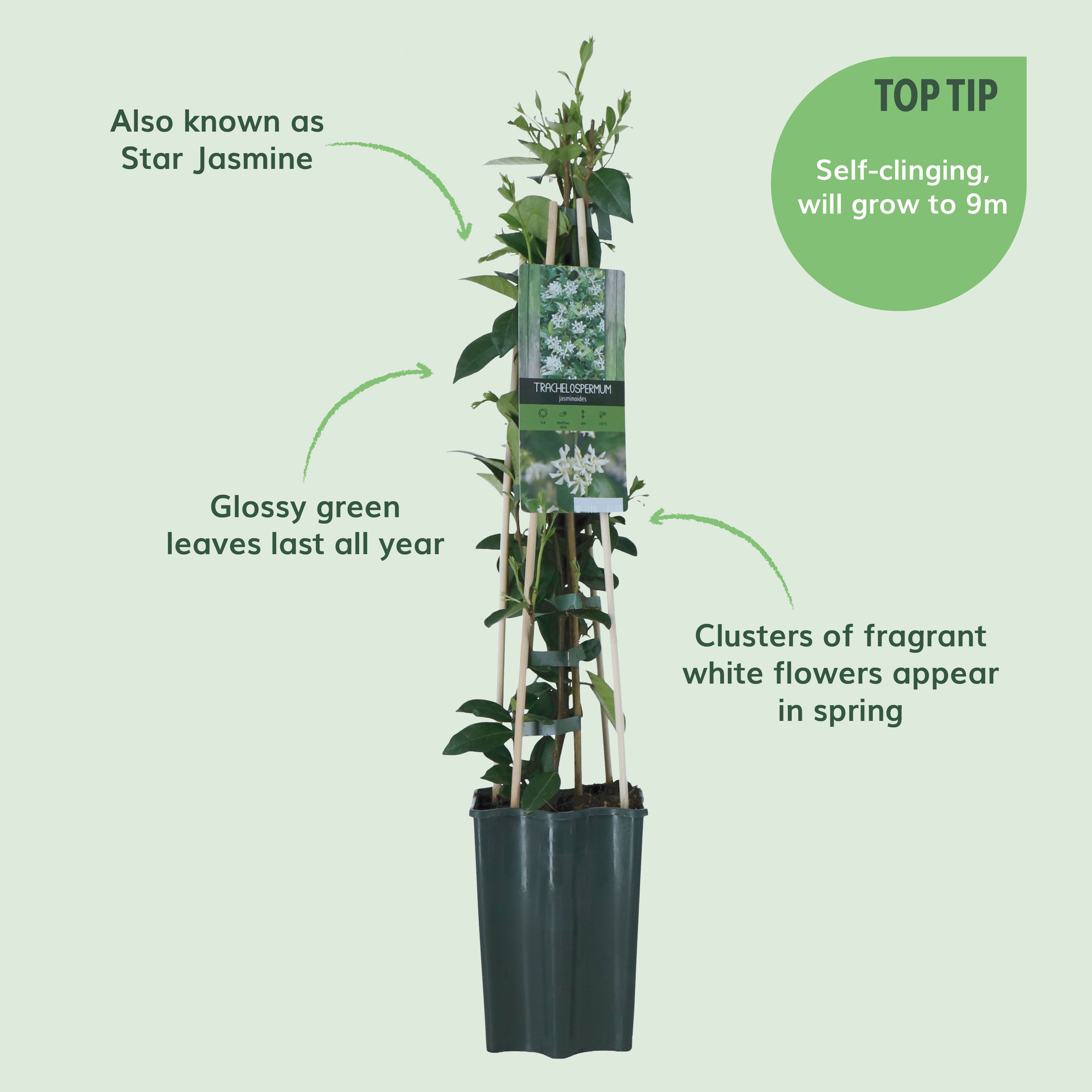 Verve Hardy Trachelospermum Jasminoides 'Star Jasmine' Climbing plant - 3