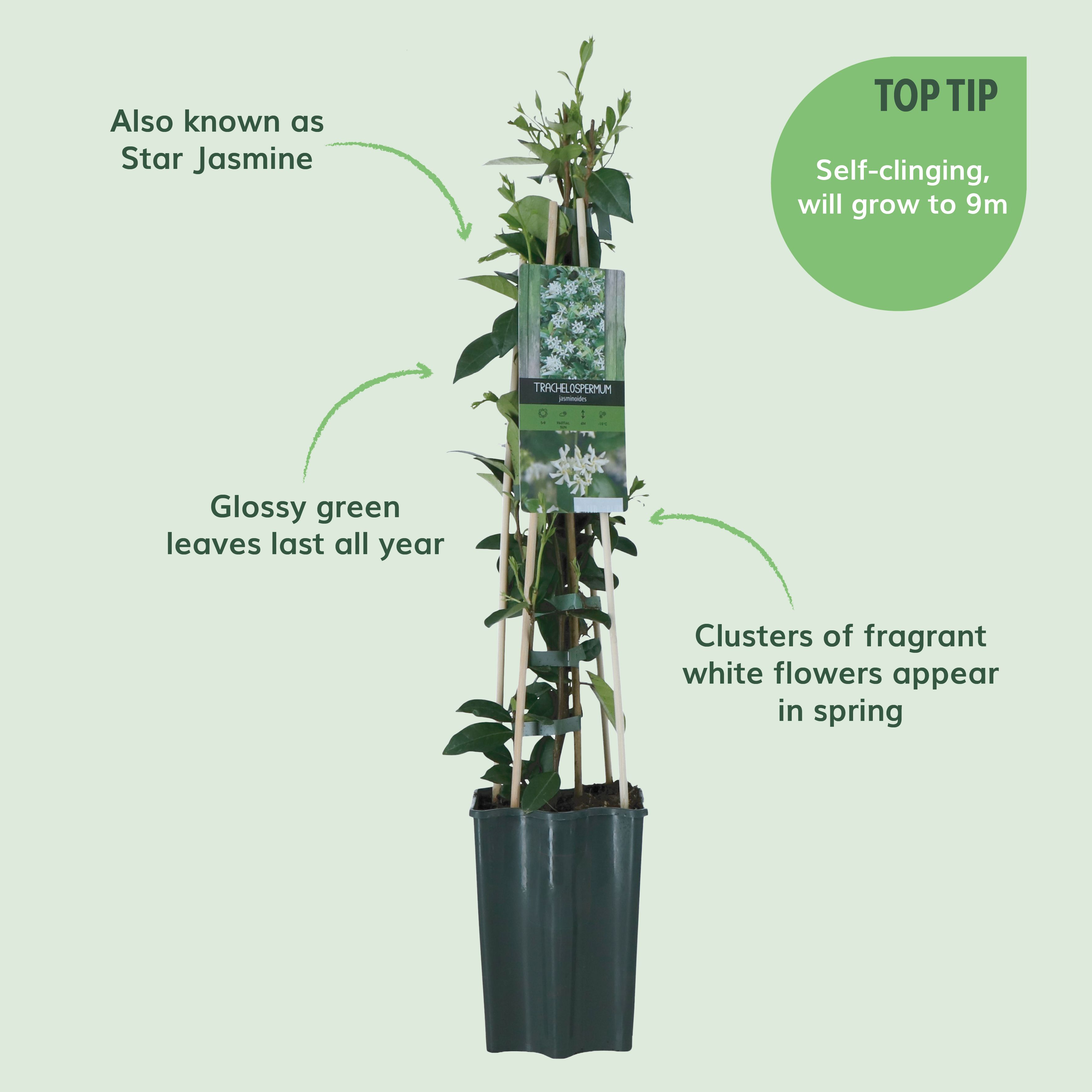 Verve Hardy Trachelospermum Jasminoides 'Star Jasmine' Climbing plant
