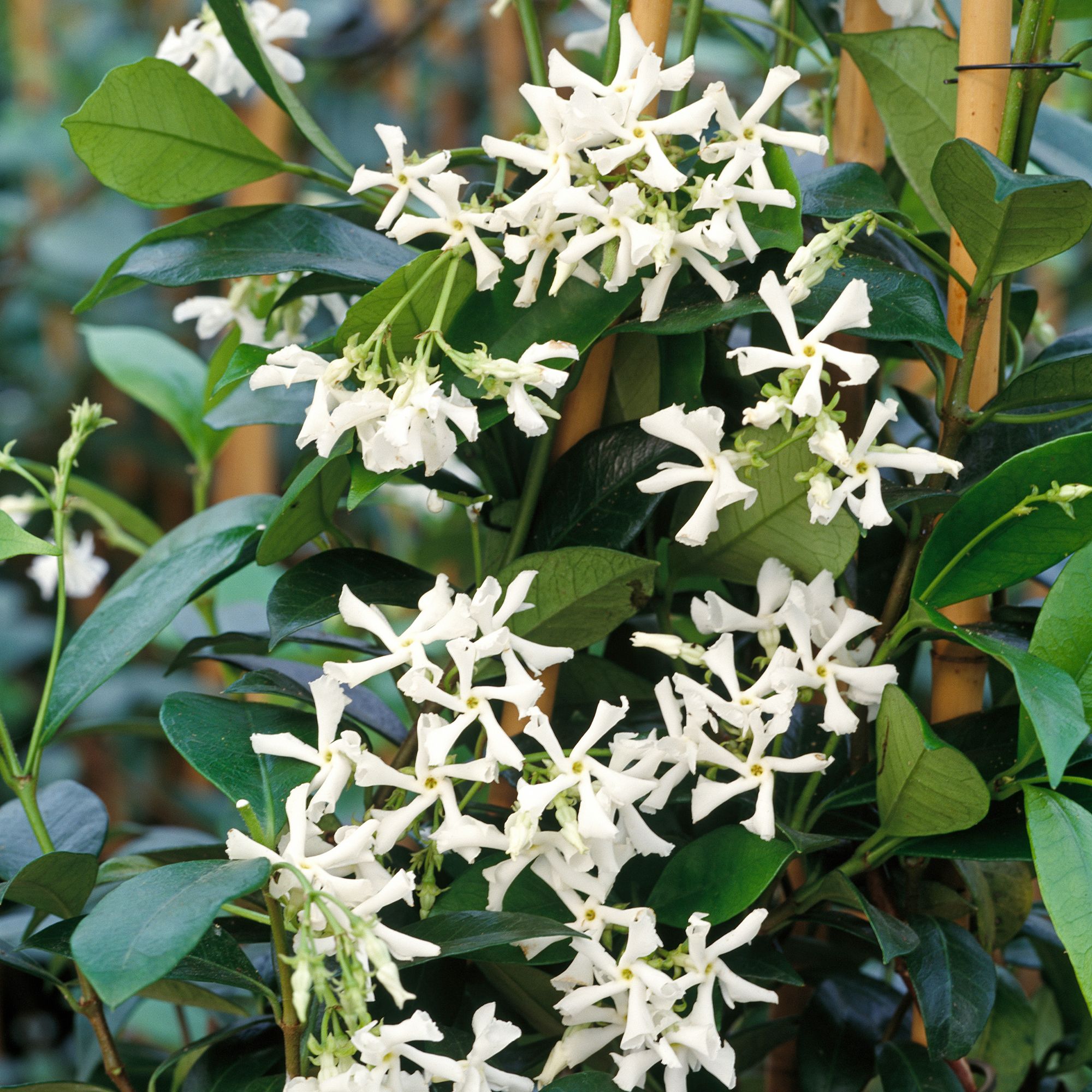 Verve Hardy Trachelospermum Jasminoides 'Star Jasmine' Climbing plant