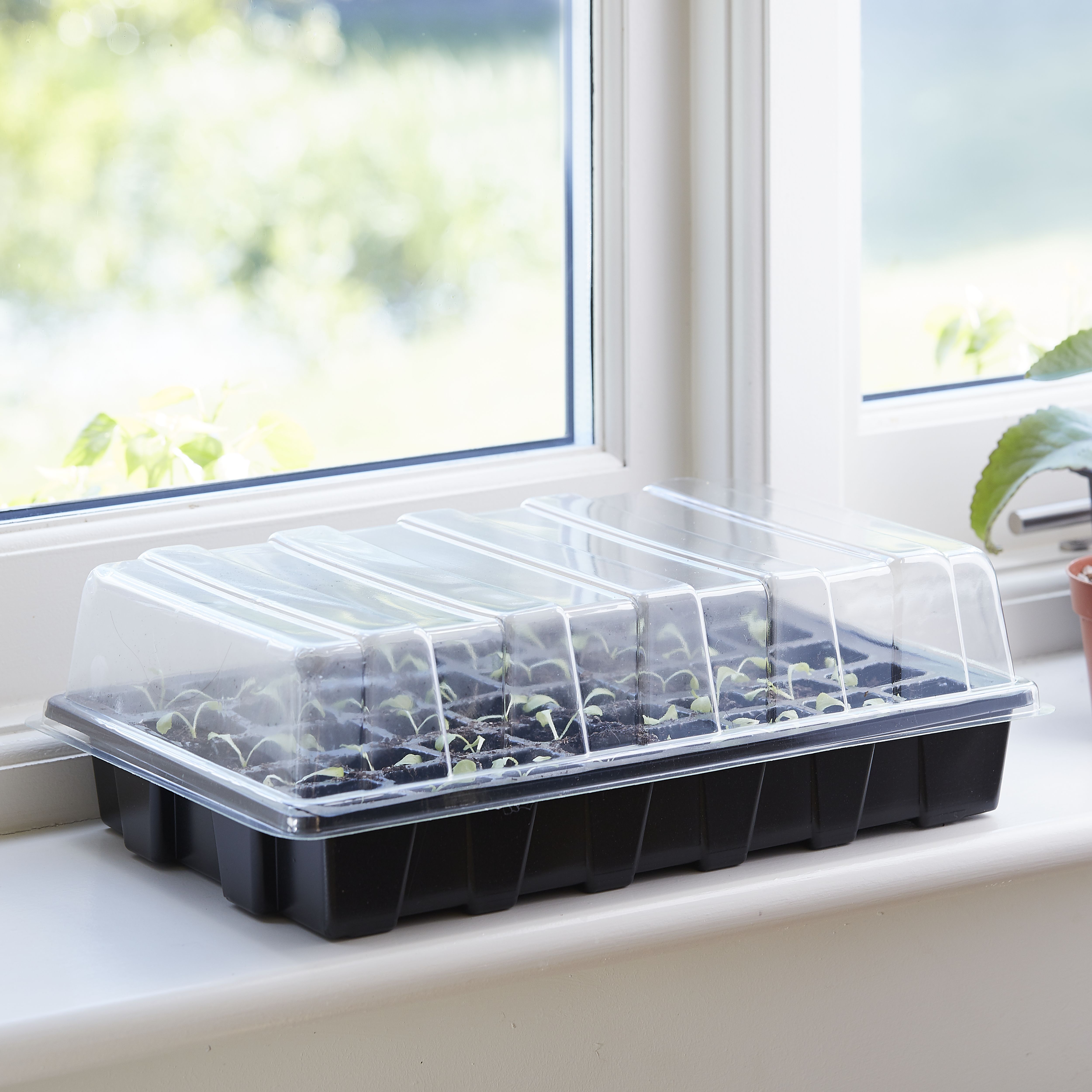 Verve Herb collection Herb Seeds