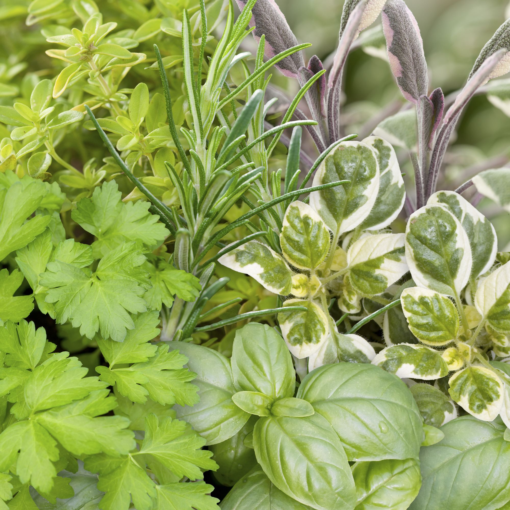 Verve Herb collection Herb Seeds