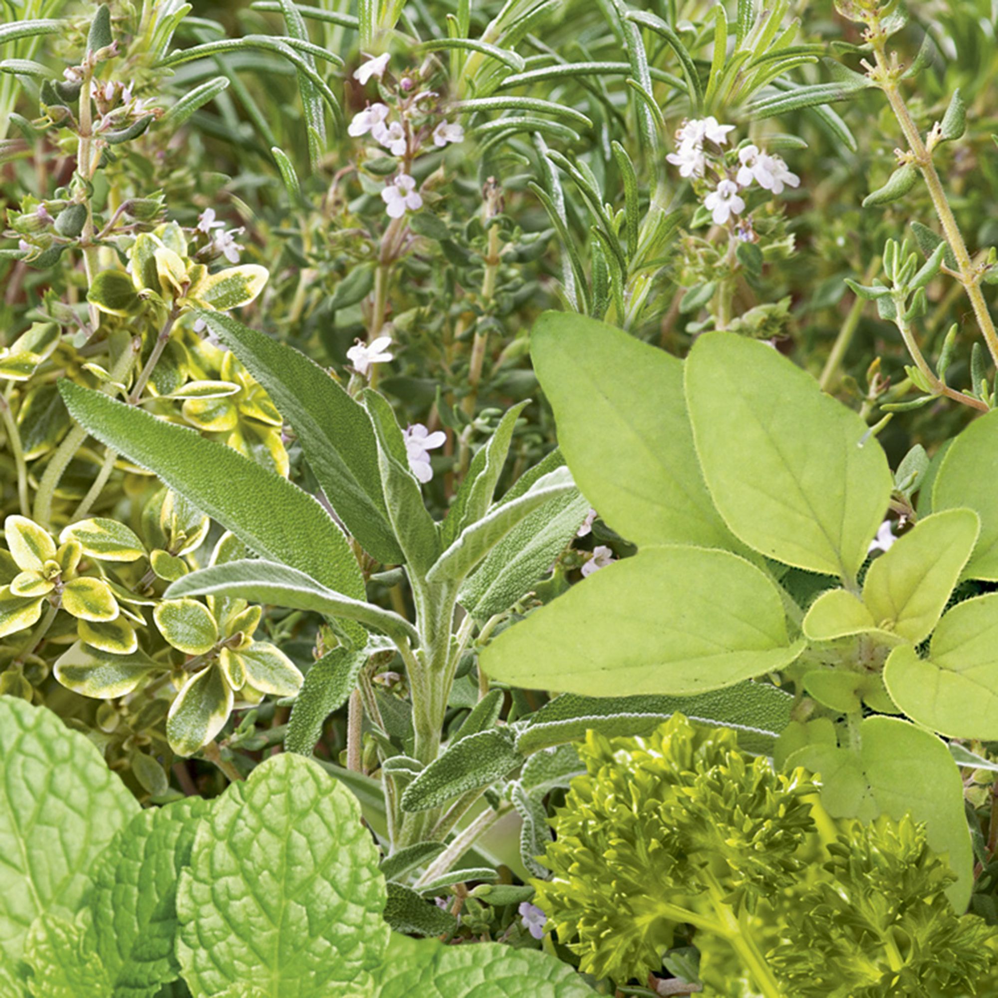 Verve Herb collection Herb Seeds