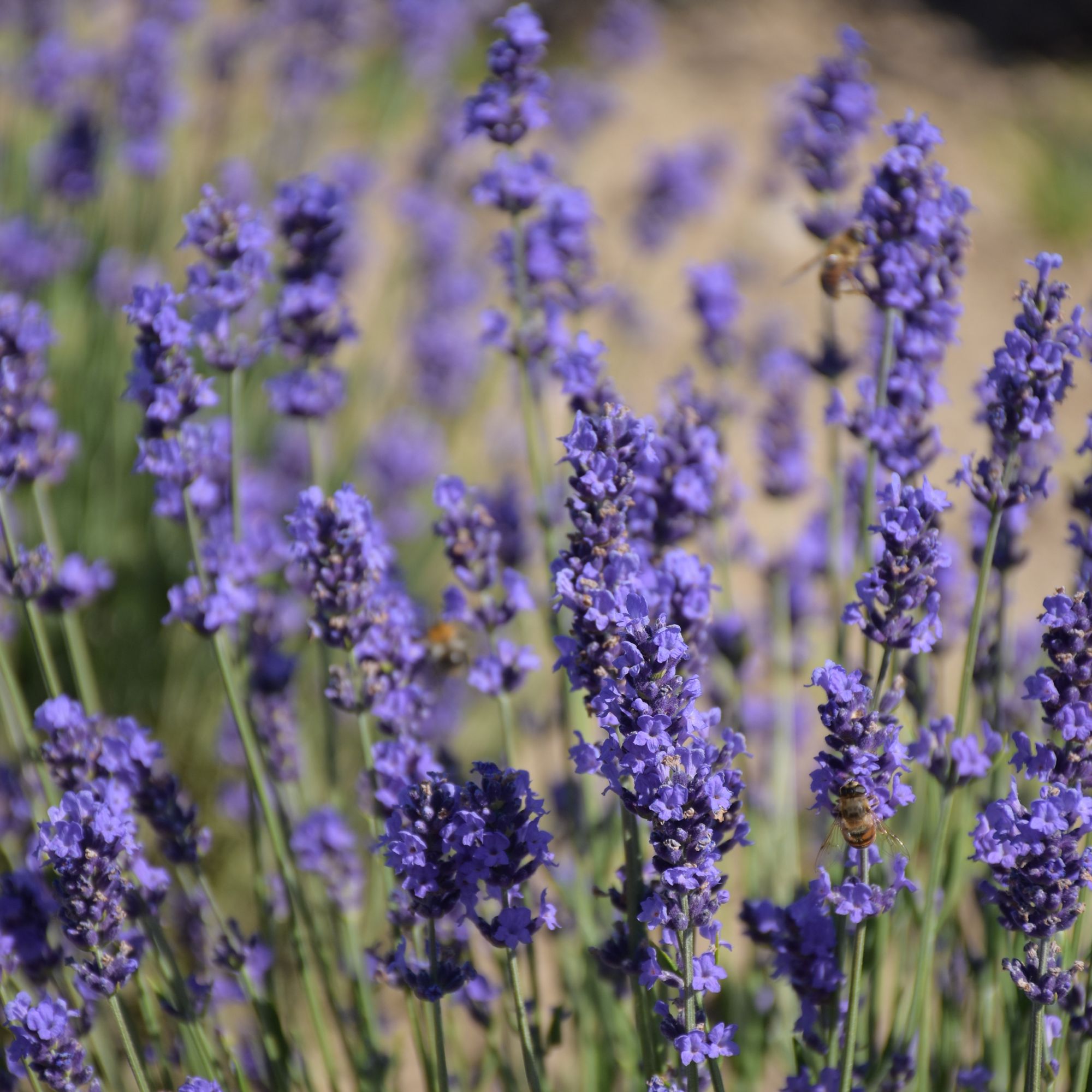 Verve Hidecote Blue Lavender Seeds