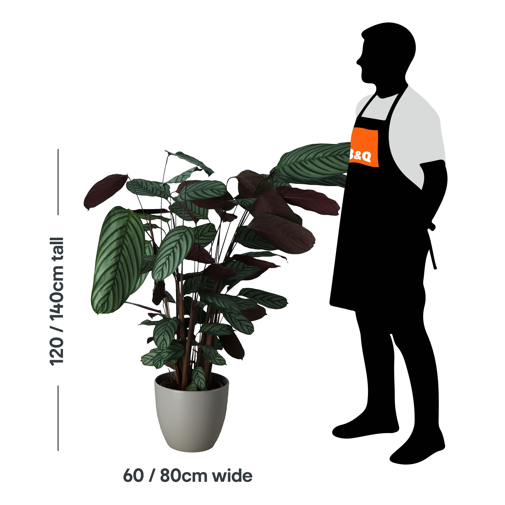 Verve House plant