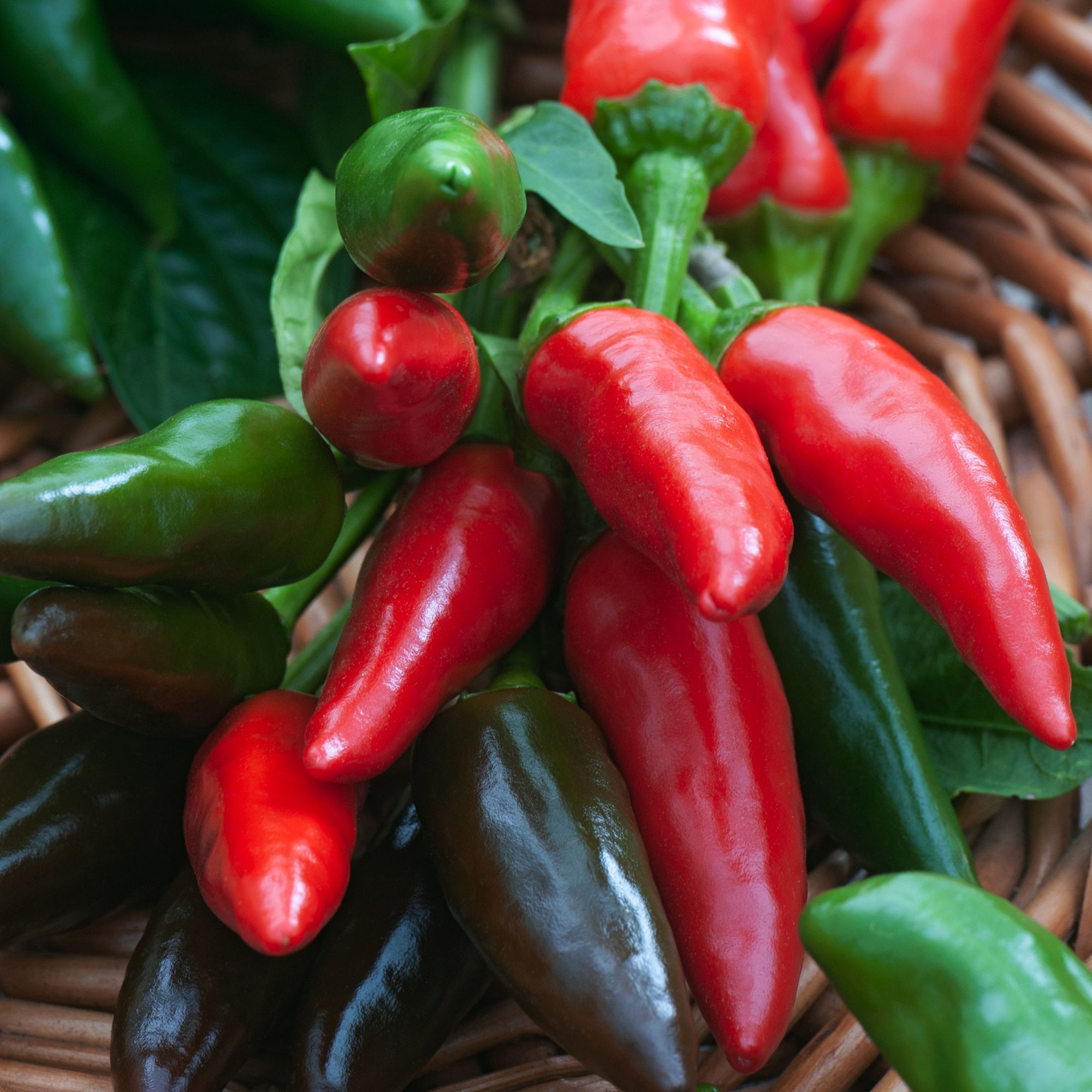 Verve Jalapeno Vegetable Seeds