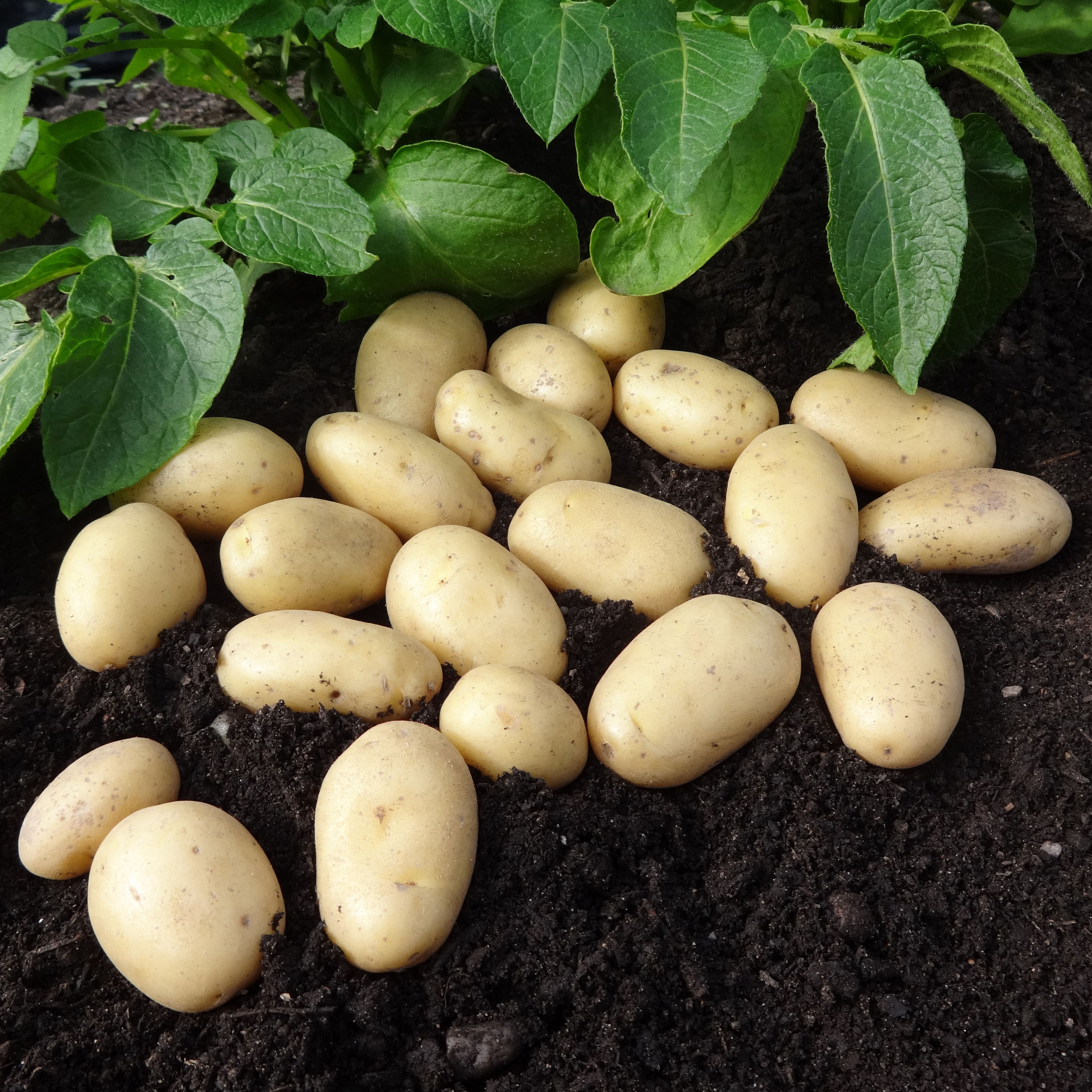 Verve Jazzy Seed Potatoes