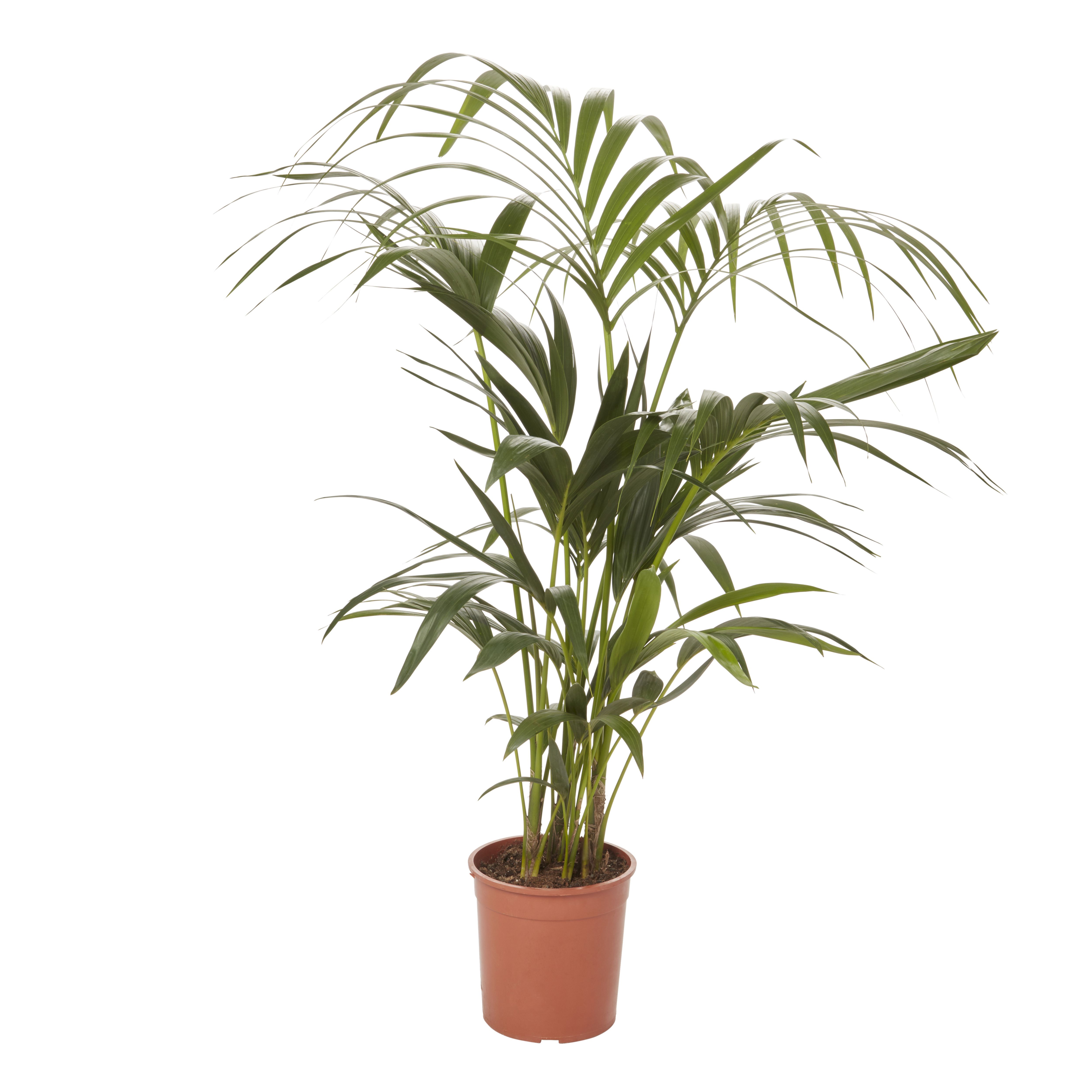 Verve Kentia Palm Foliage in Plastic Grow pot 19cm