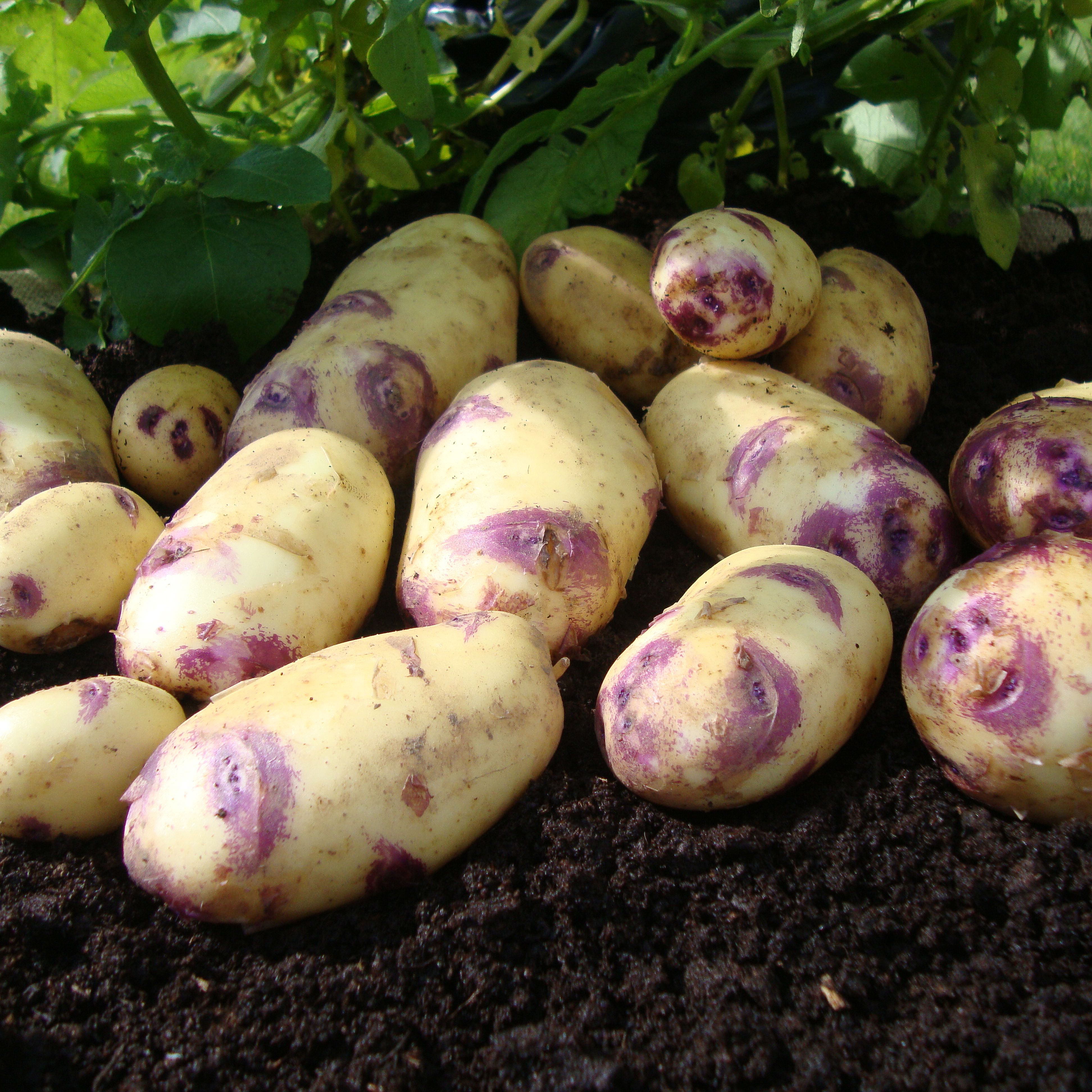 Verve Kestrel Seed Potato