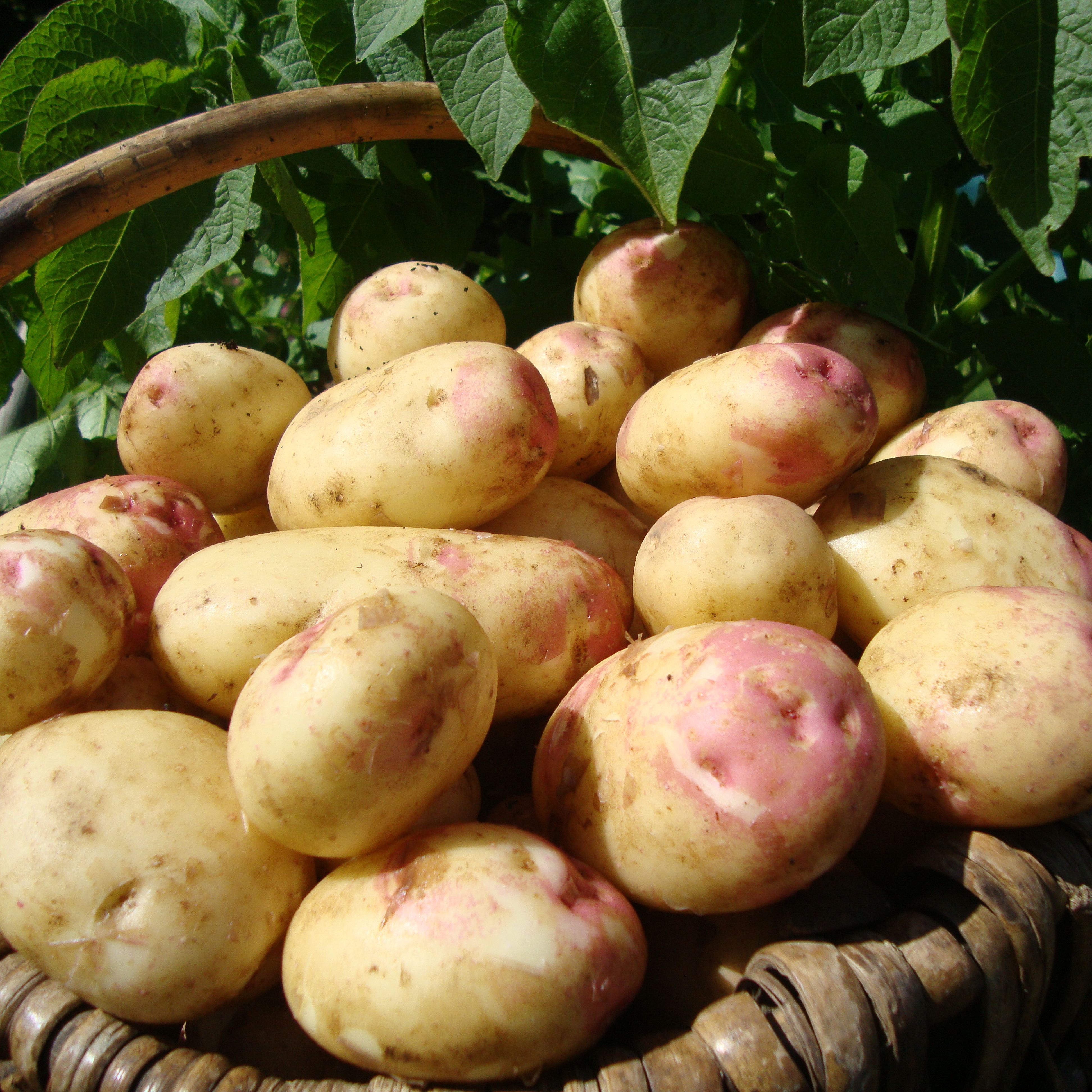 Verve King Edward Seed Potato | DIY at B&Q