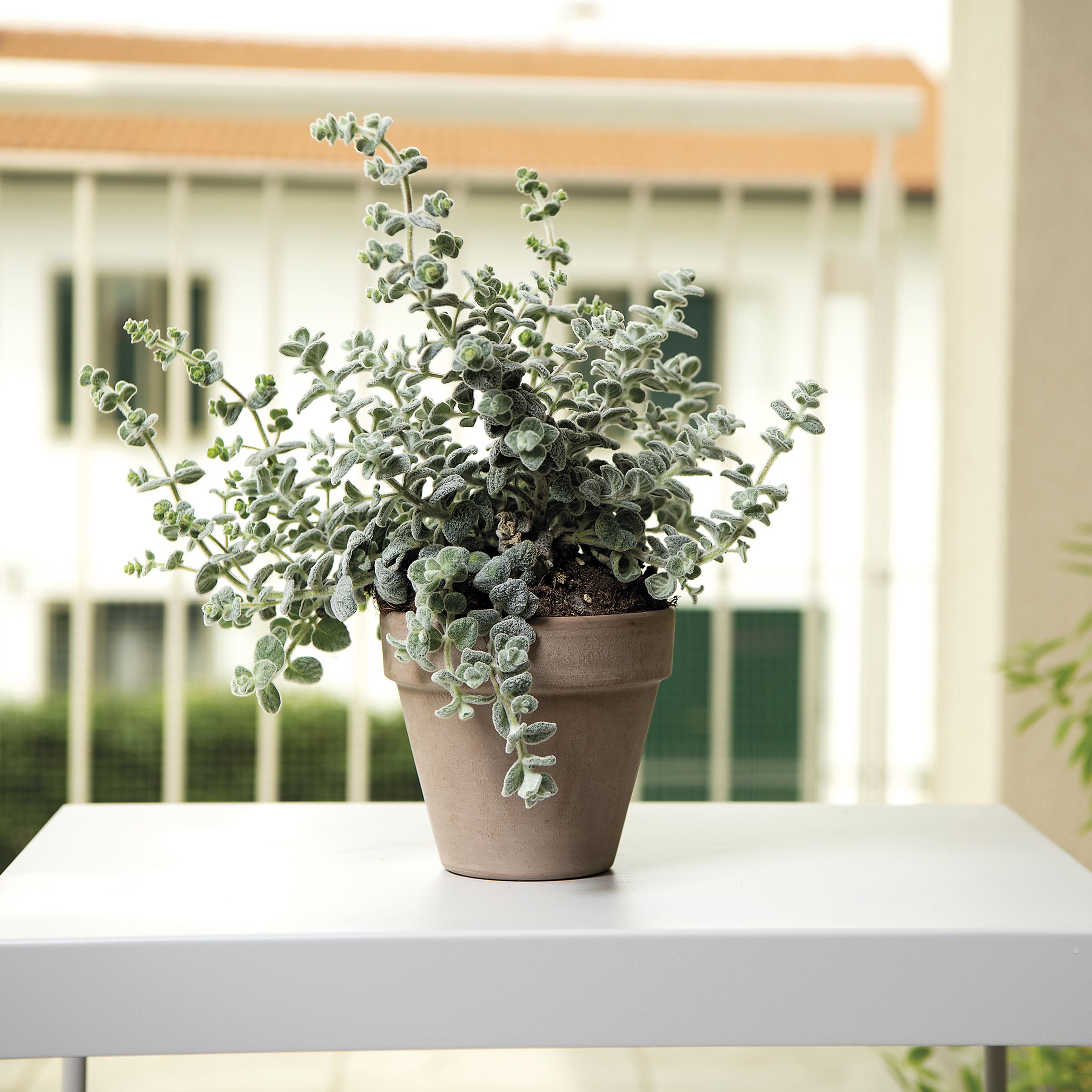 Verve Laleh Grey Terracotta Grow pot (Dia) 17.1cm, (H)14.9cm, 2L