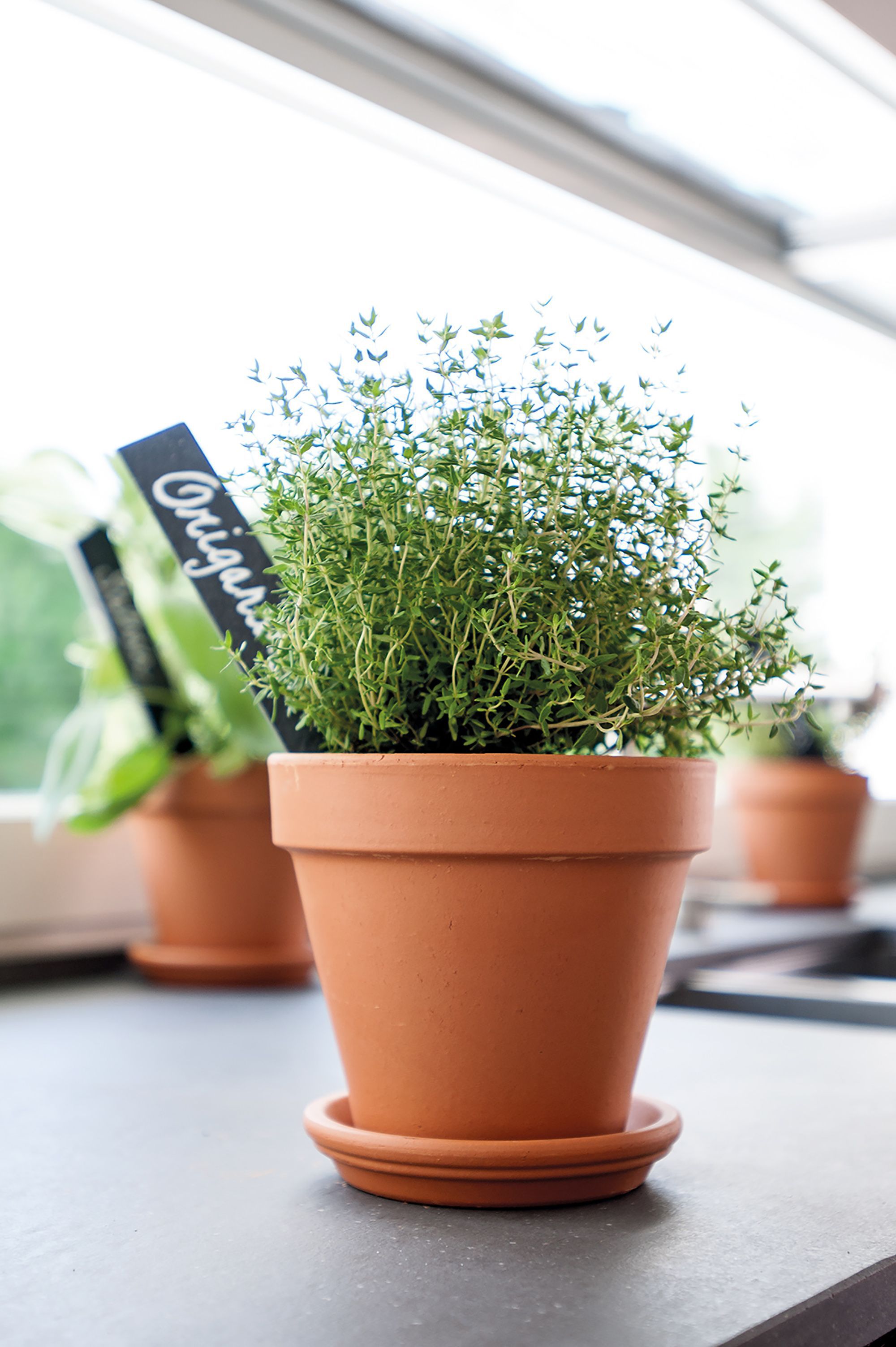 Verve Laleh Terracotta Circular Plant pot (Dia)17.1cm