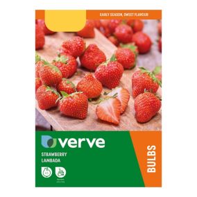 Verve Lambada Strawberry Fruit bulb