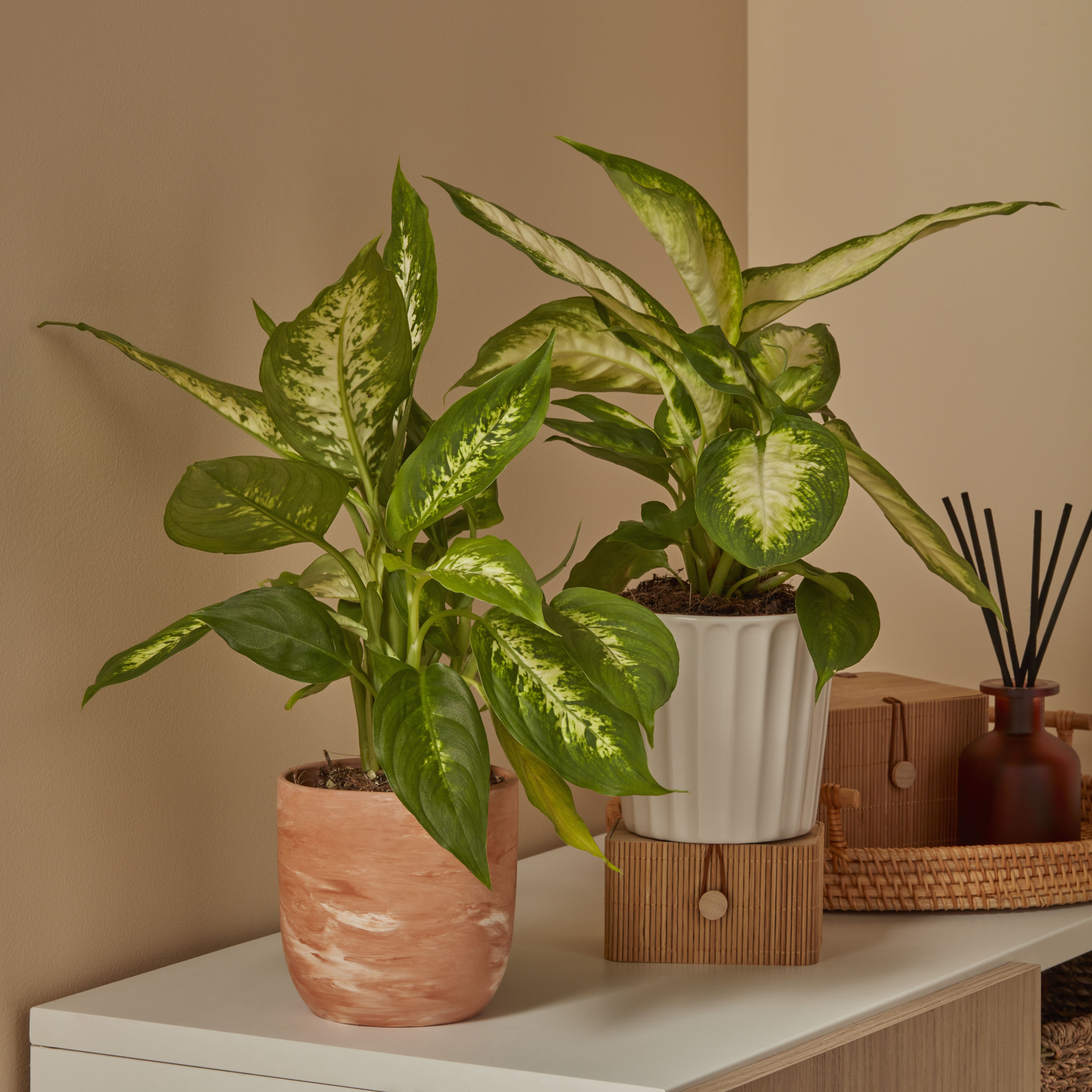 Verve Leopard lily in Plastic Grow pot 12cm